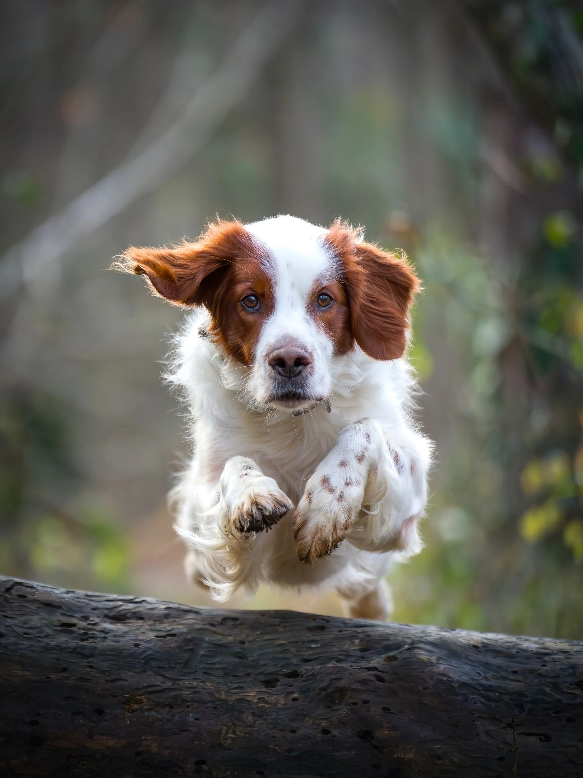 Ein spritziger Hund mit braun-weißer Fellfarbe springt über einen Baumstamm im Wald.