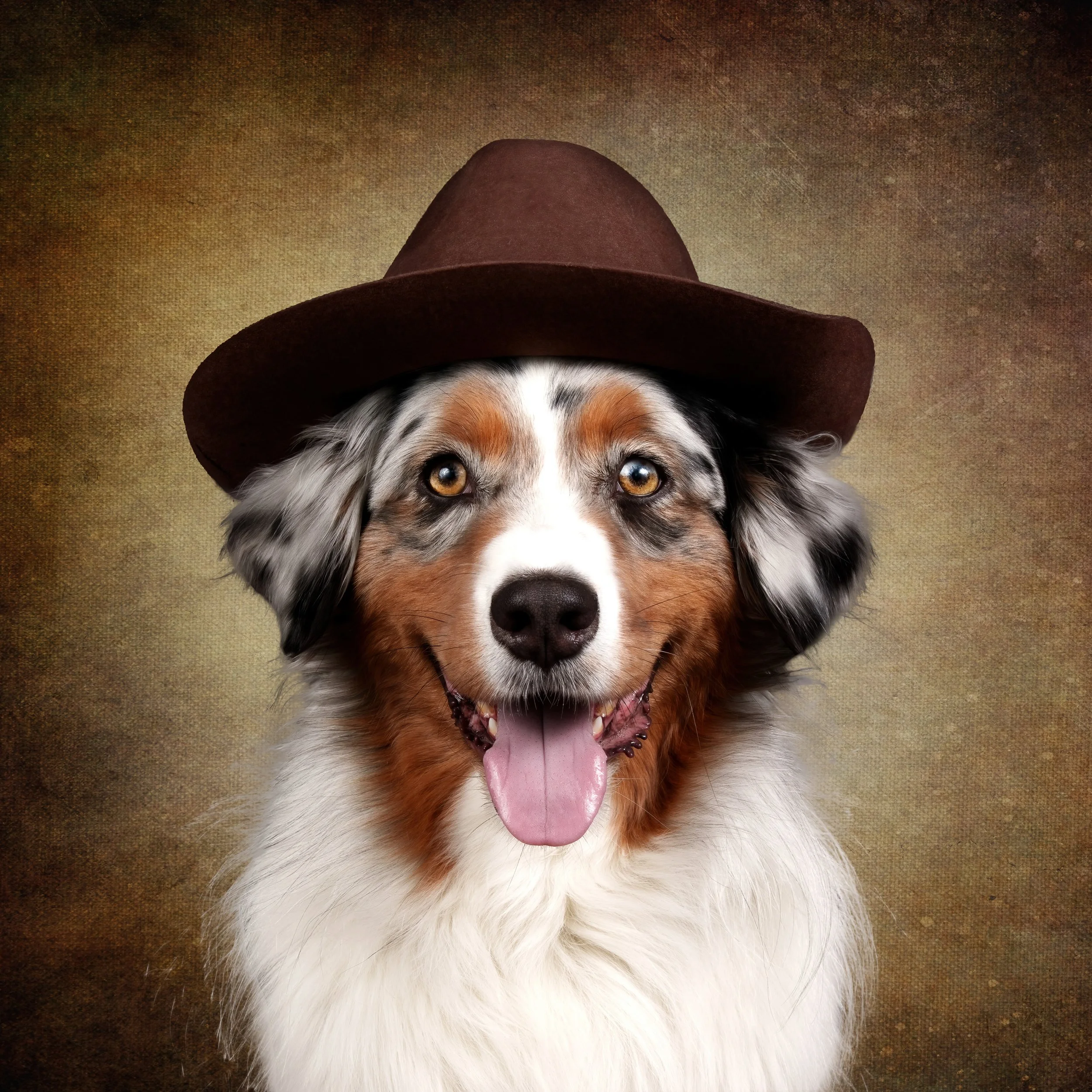 Ein australischer Hütehund mit einem braunen Hut, lächelnd vor einem braunen, textured Hintergrund.