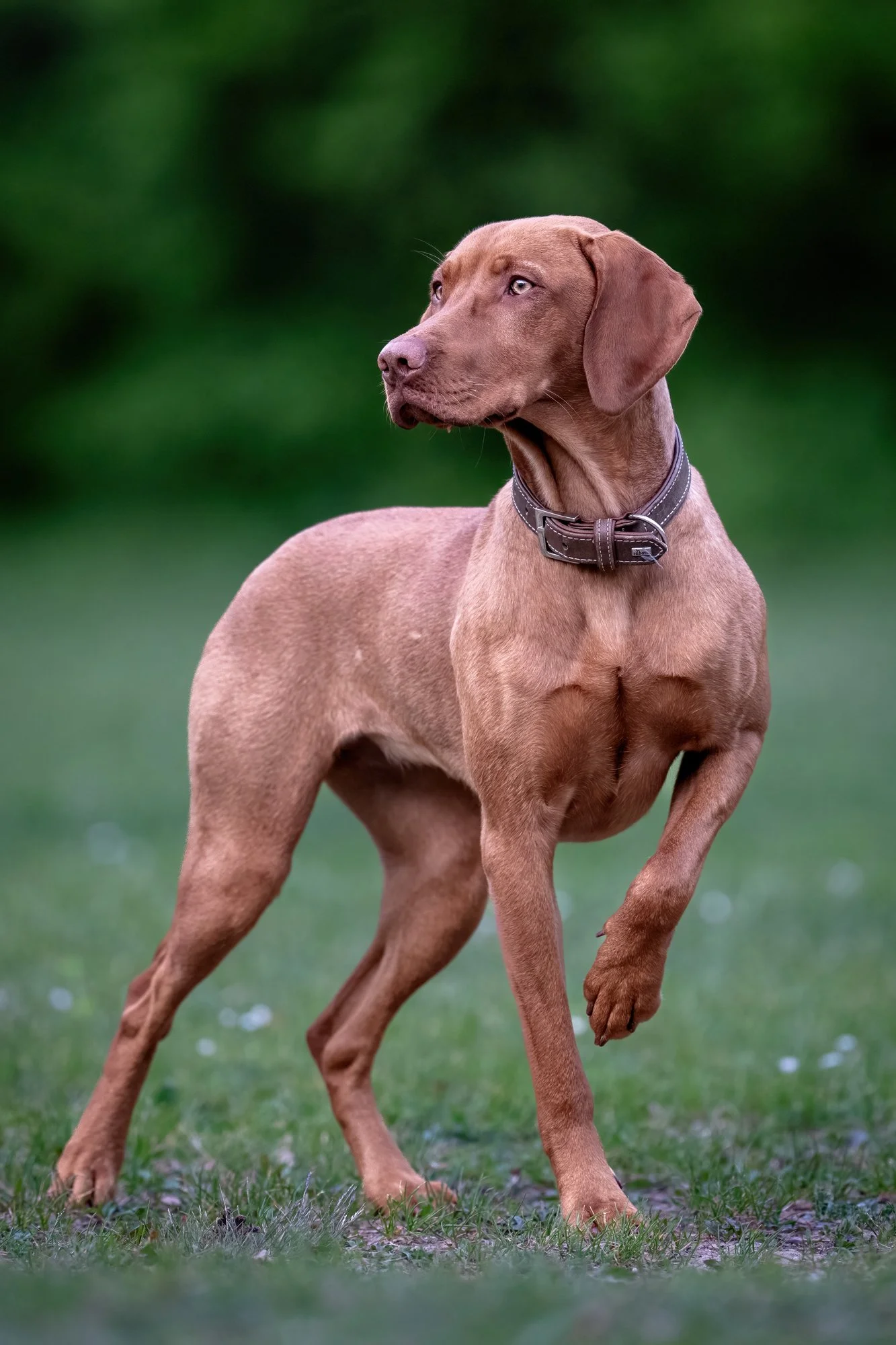 Ein brauner Hund mit Halsband steht im Grünen, schaut nach links.
