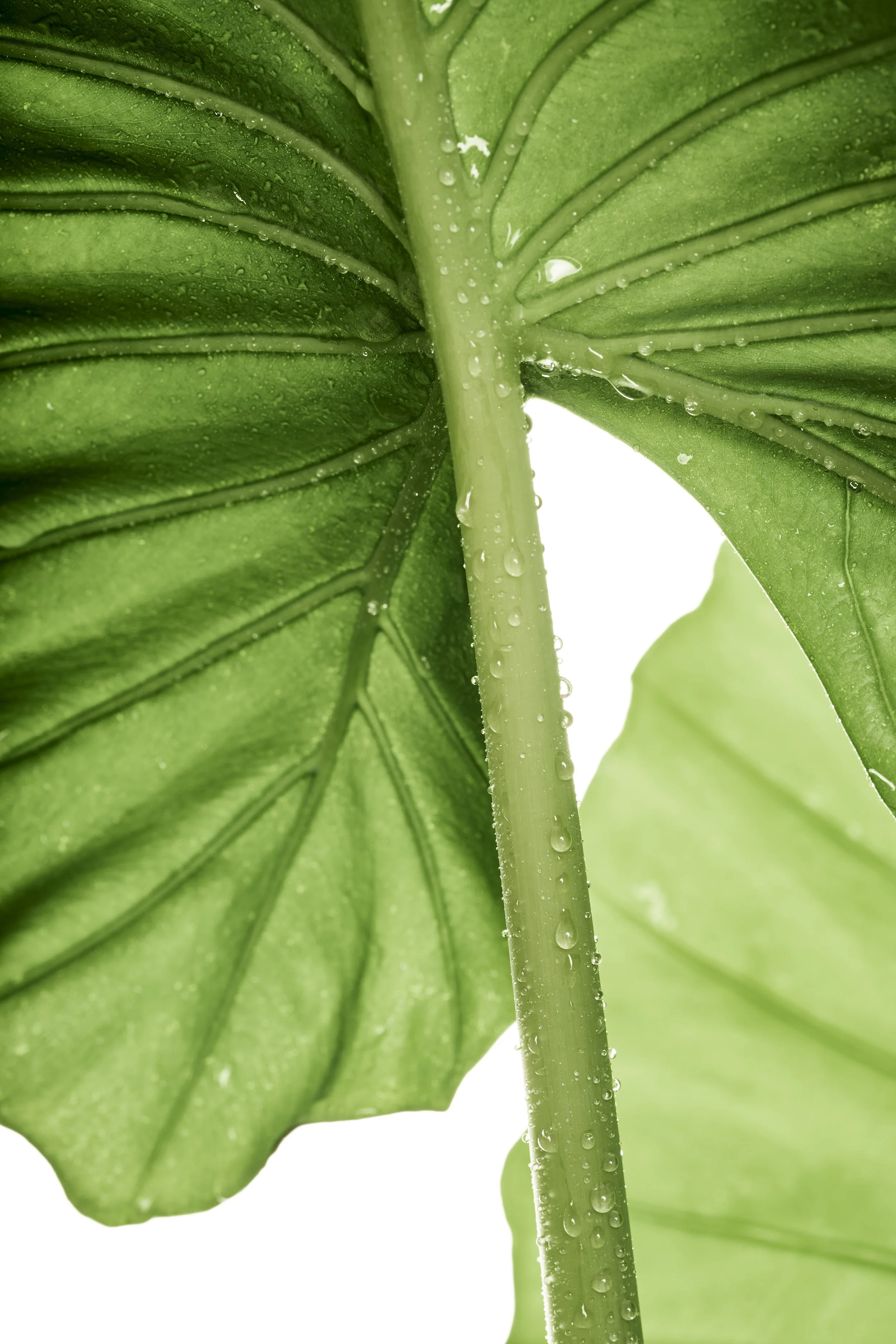 ALOCASIA.jpg