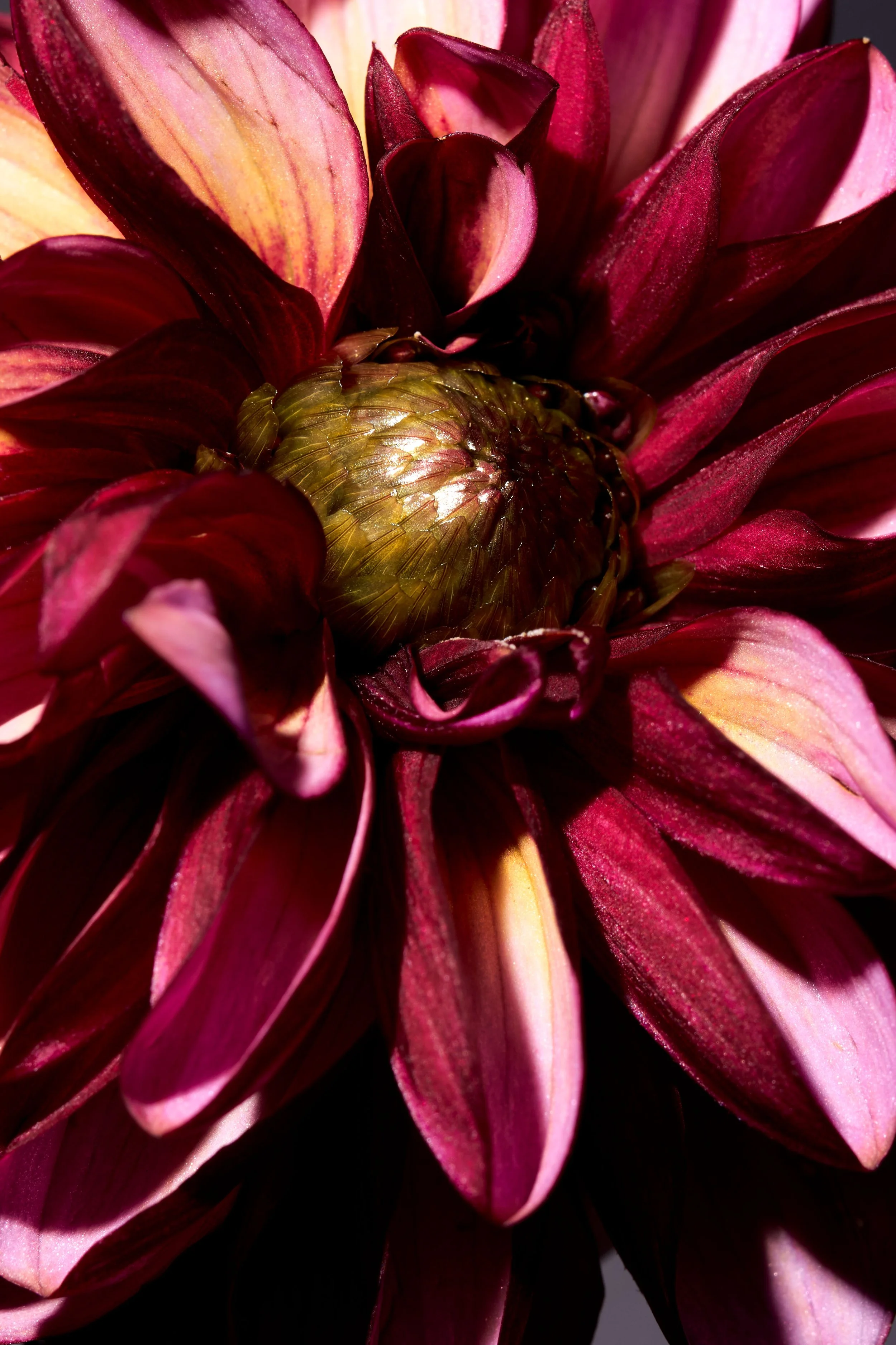 FLEUR-5.jpg