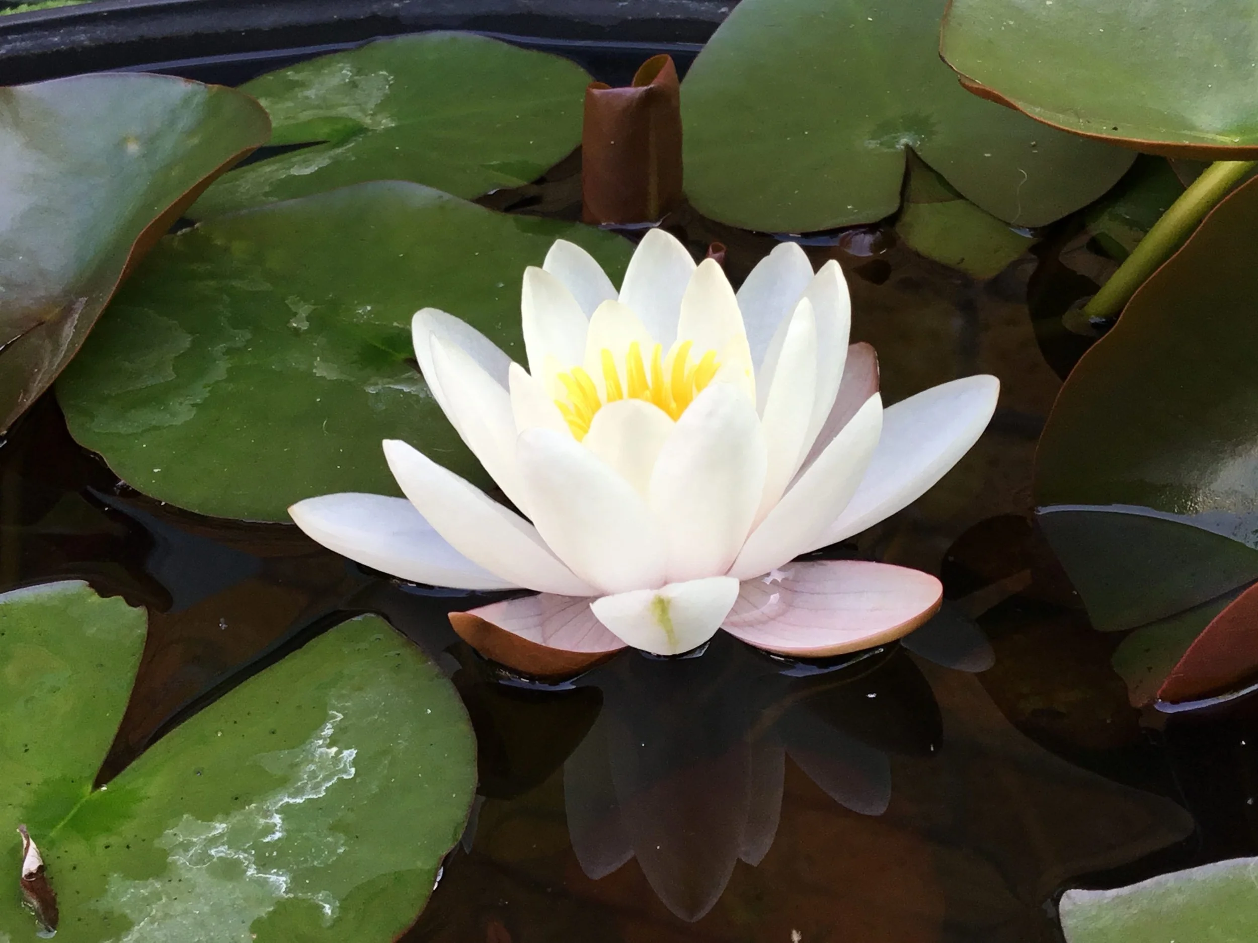 The much admired water lilies. 