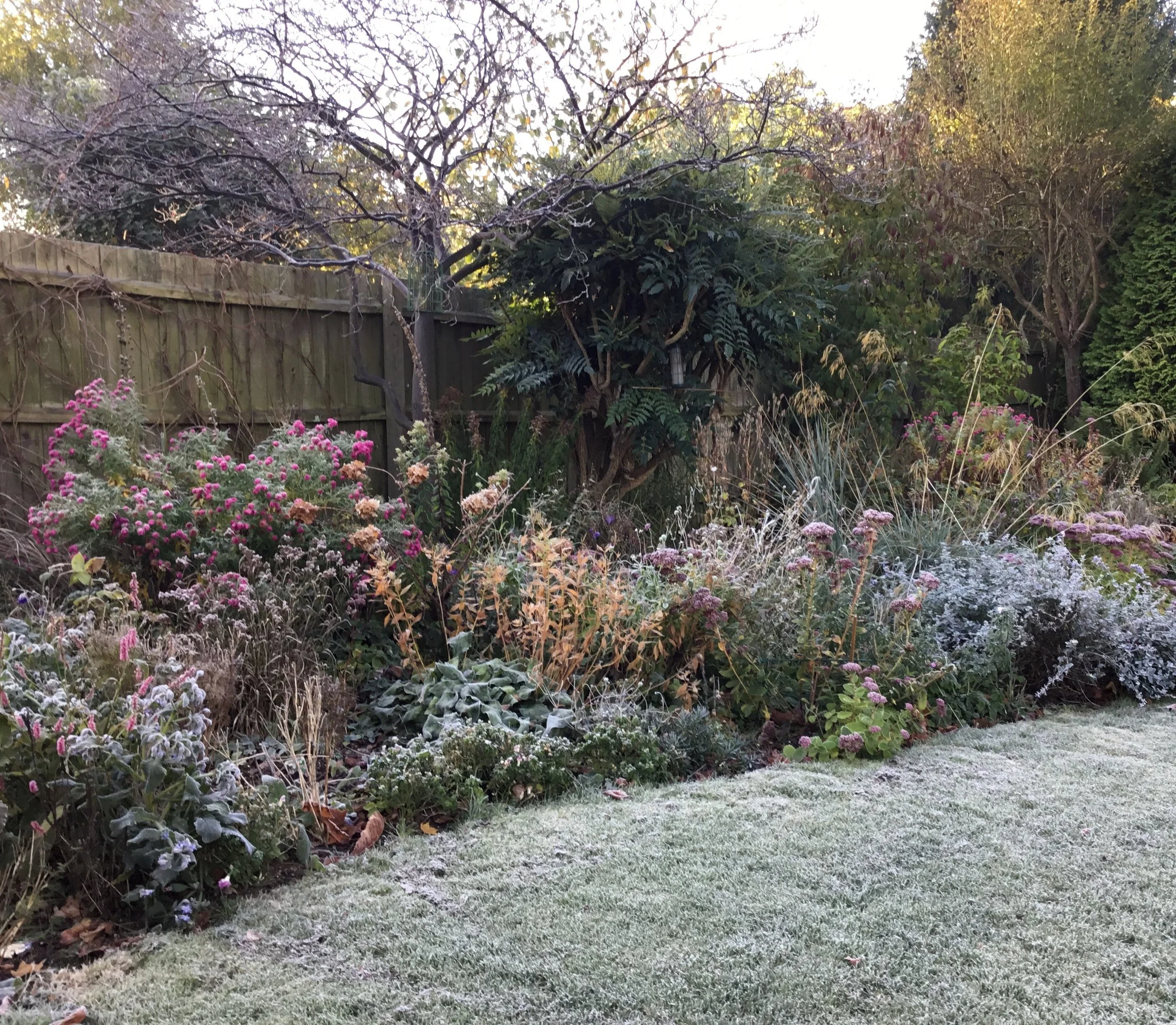 A garden with a patch of light frost on the grass, various flowering plants and shrubs, a wooden fence, and trees in the background.