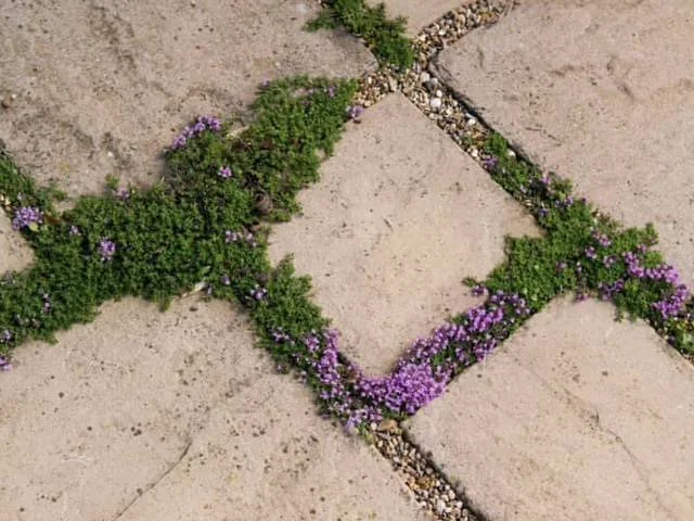 Close-up of a decorative concrete or stone border embedded with small purple flowers and green foliage, forming a geometric pattern on a paved surface.