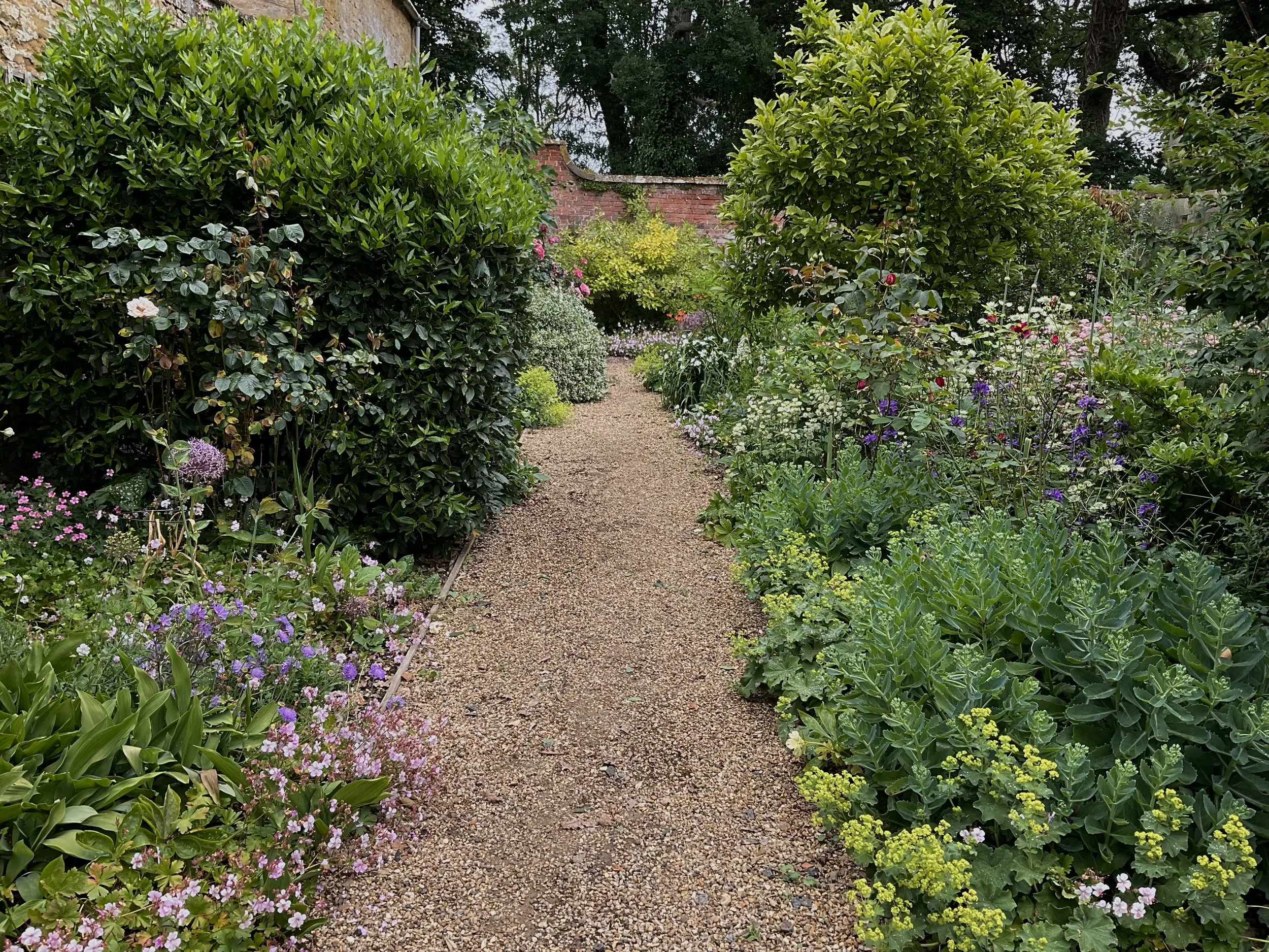 A garden path surrounded by lush green plants and colorful flowers on both sides, with a yellow flowering shrub and a brick wall in the background.