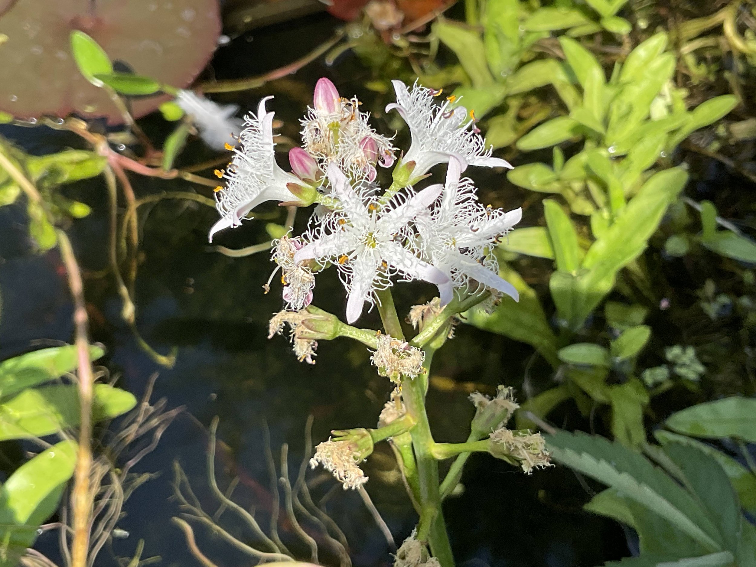 Bogbean