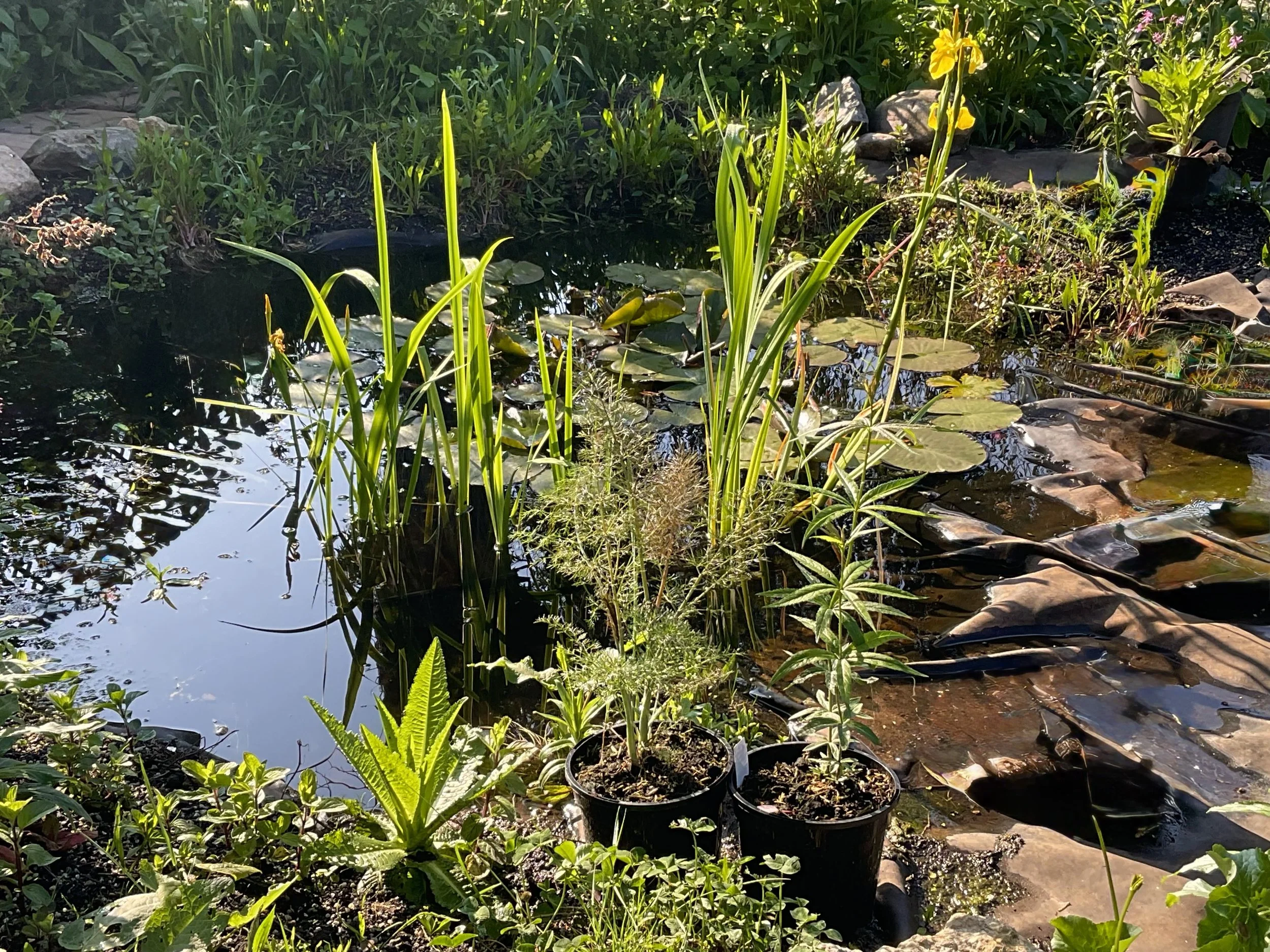 Pond plants inhabiting different levels.