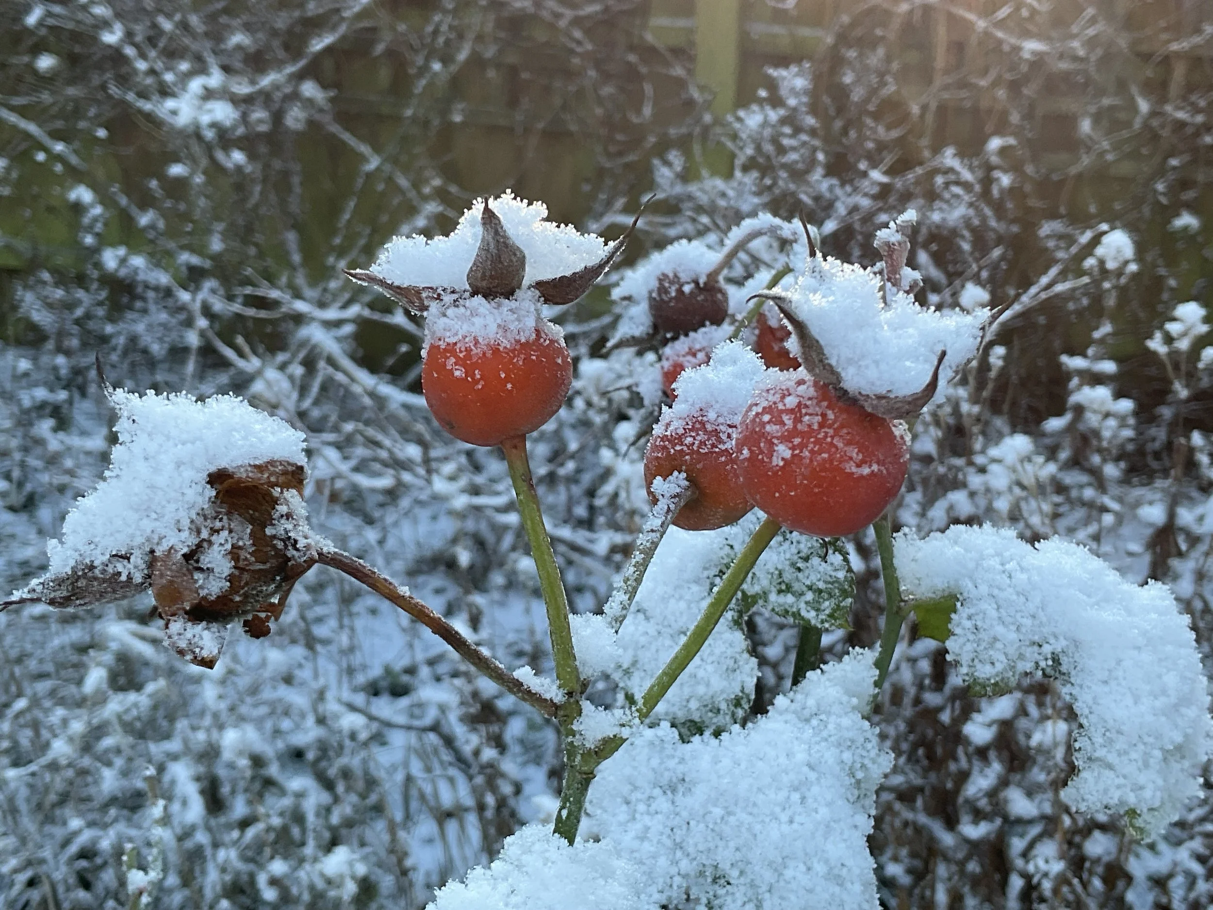 Snow-covered orange berries on a branch in a winter landscape.