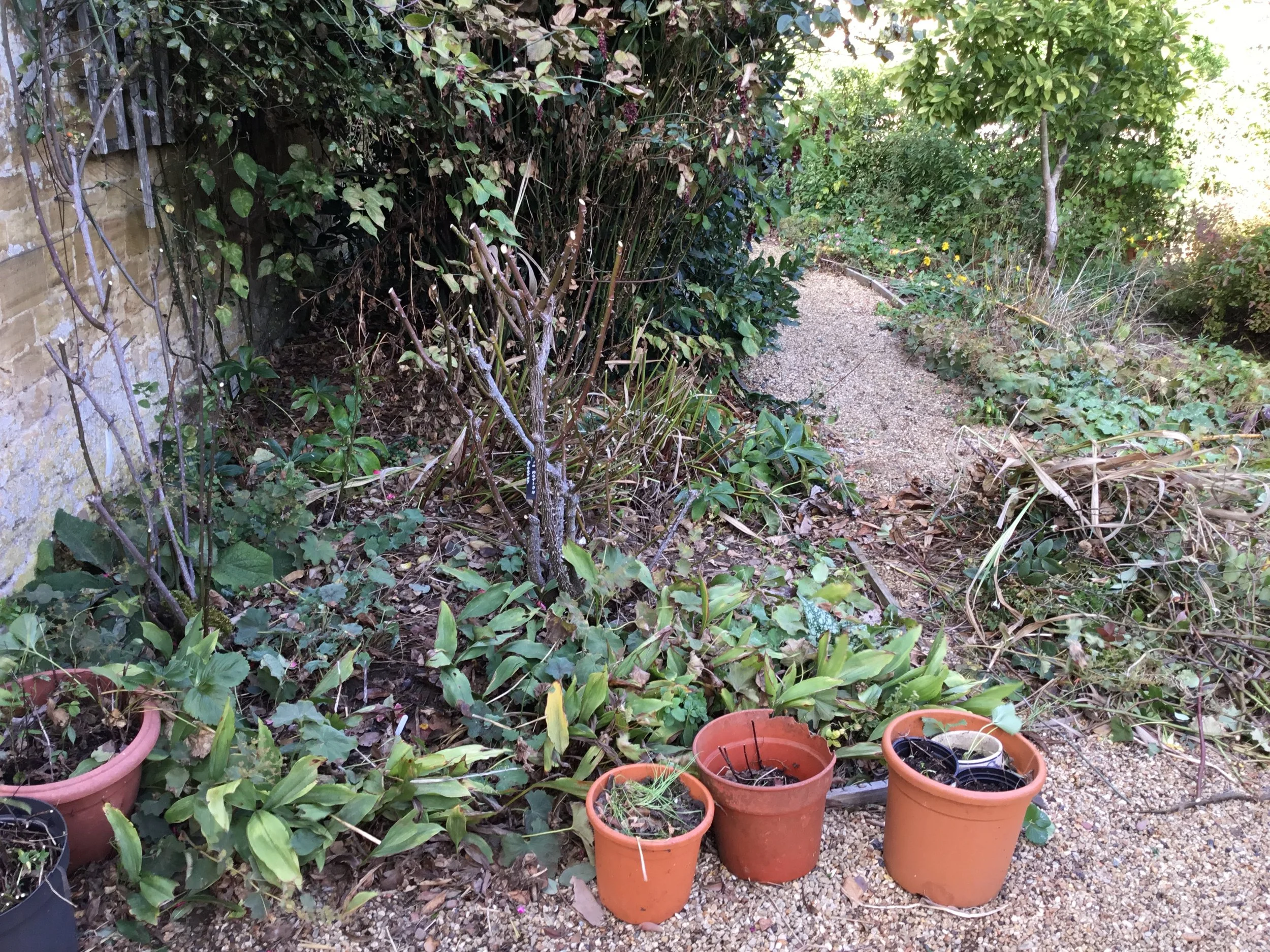 Garden path with potted plants and overgrown bushes and trees.