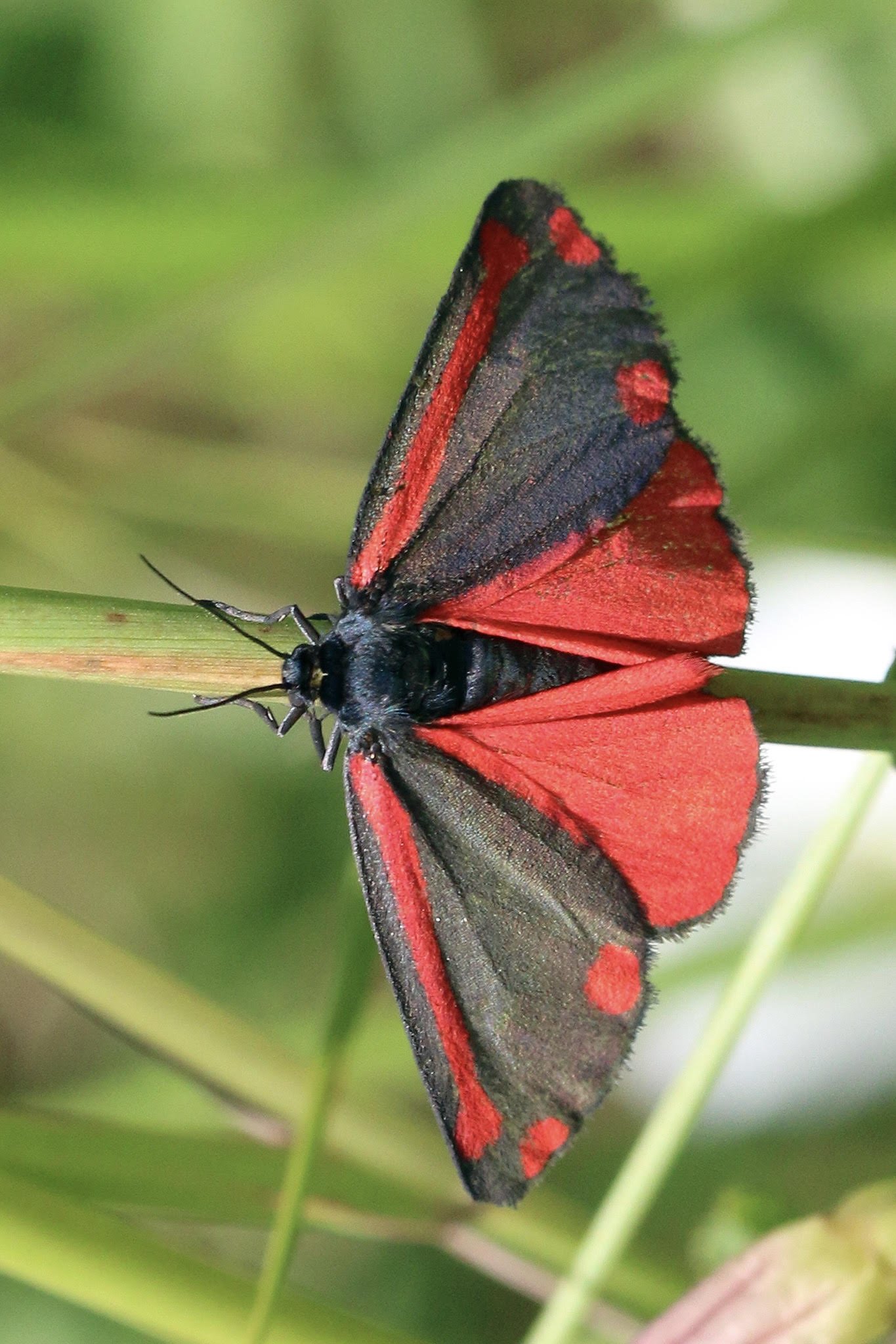 A red and black butterfly perched on a green grass stem.