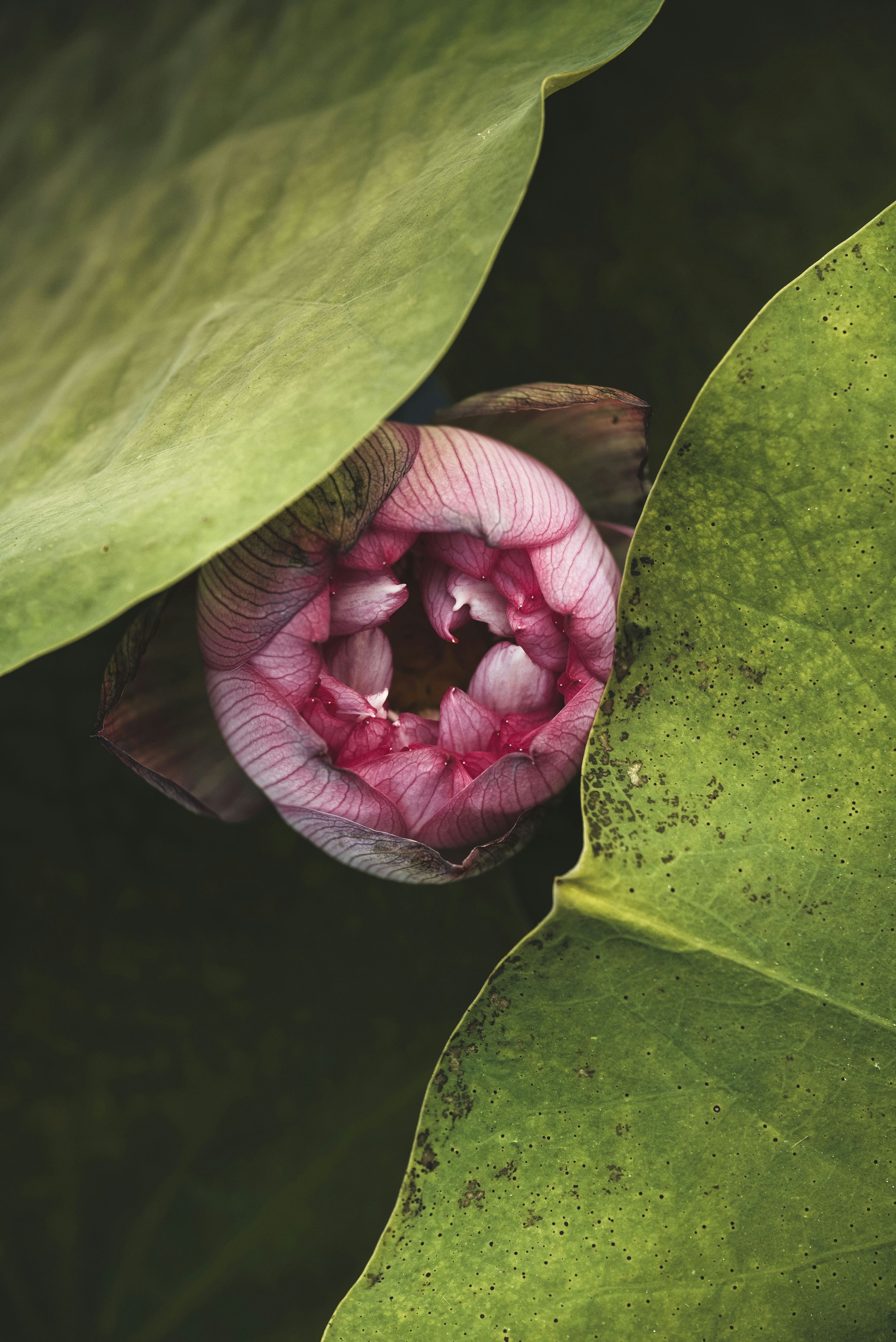The Sacred Rhythm of the Bud