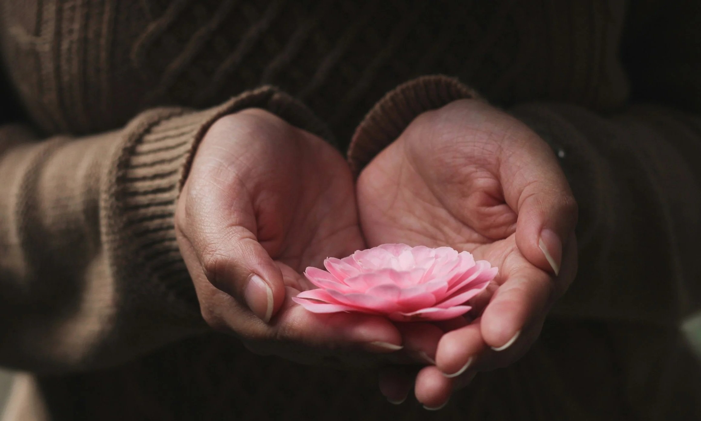 Person holding a pink flower ,in gesture of  gift
