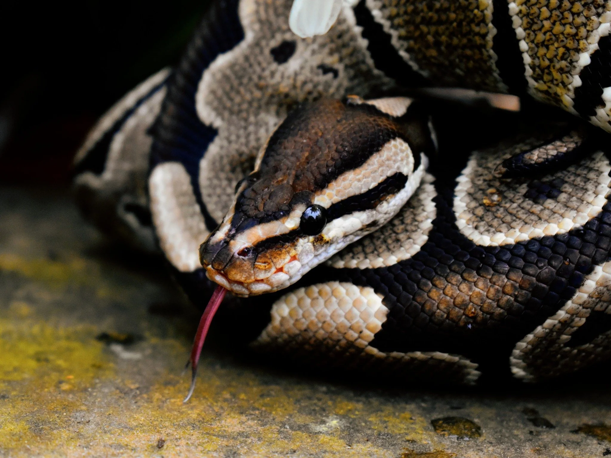 Reptiles 101