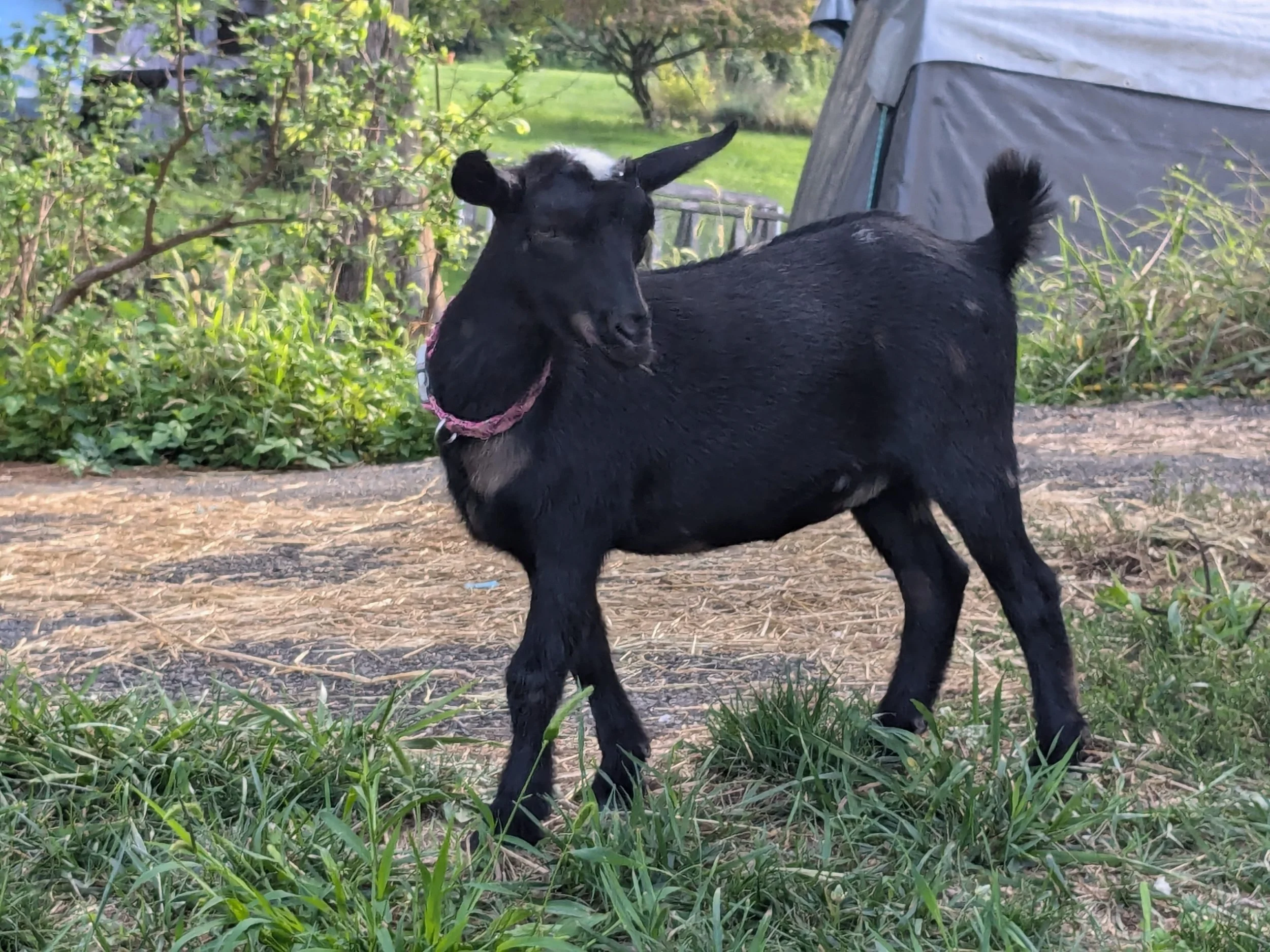 Meet the Goats