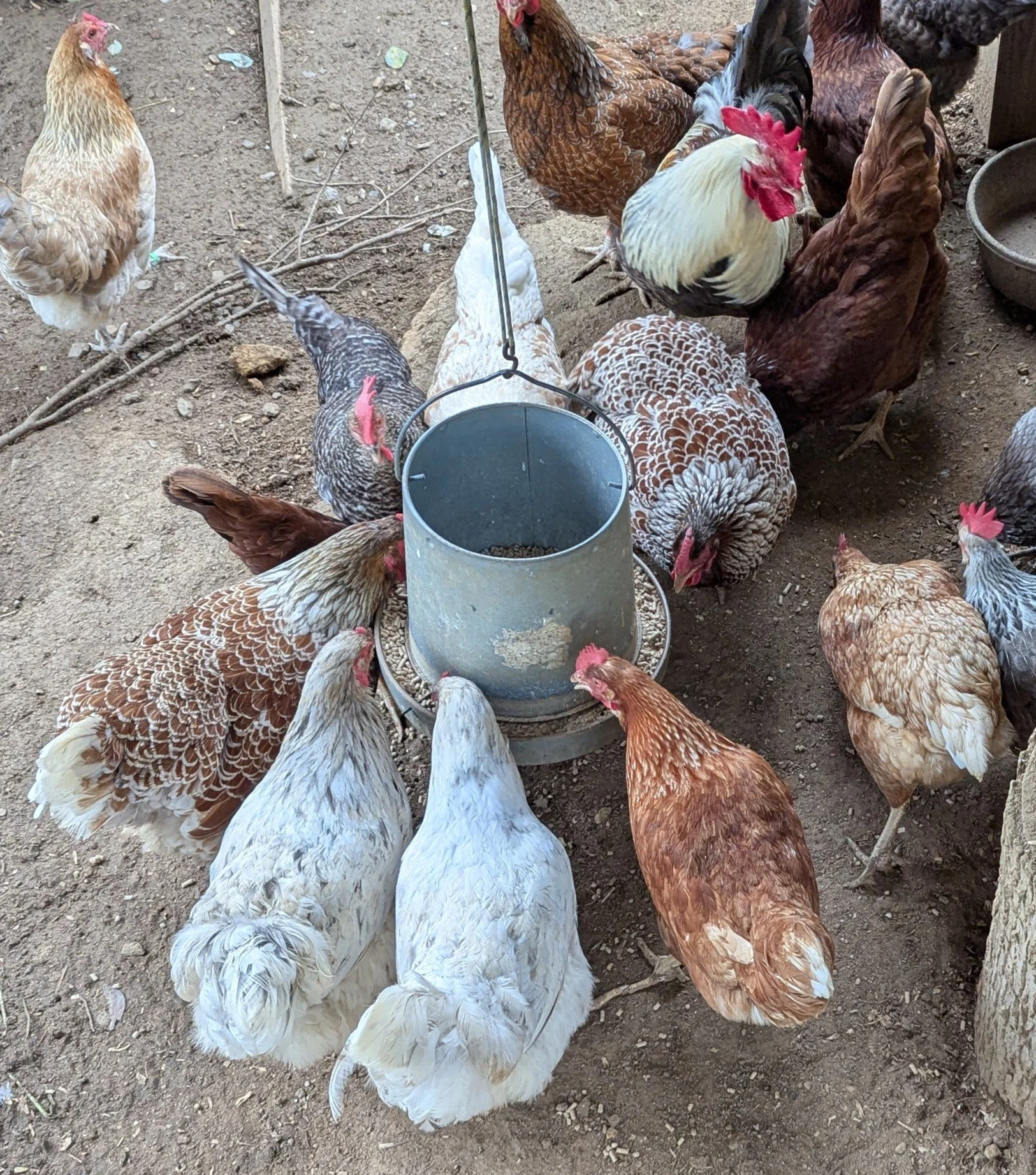 chickens 1.jpg