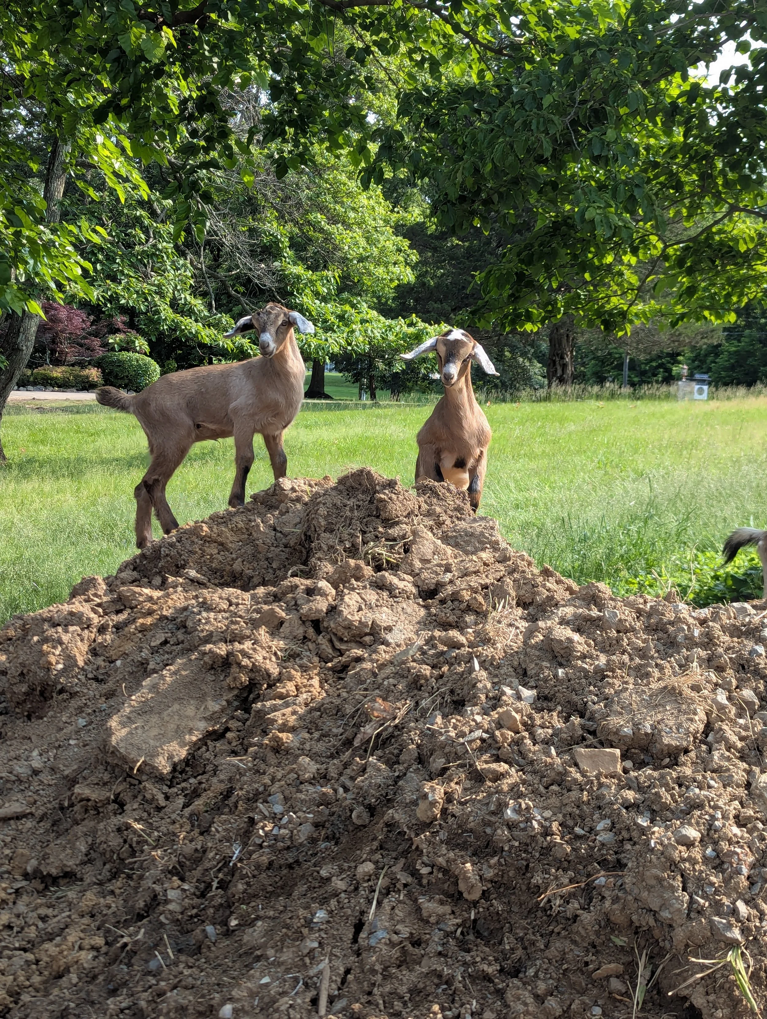 Day In the Life on the Homestead