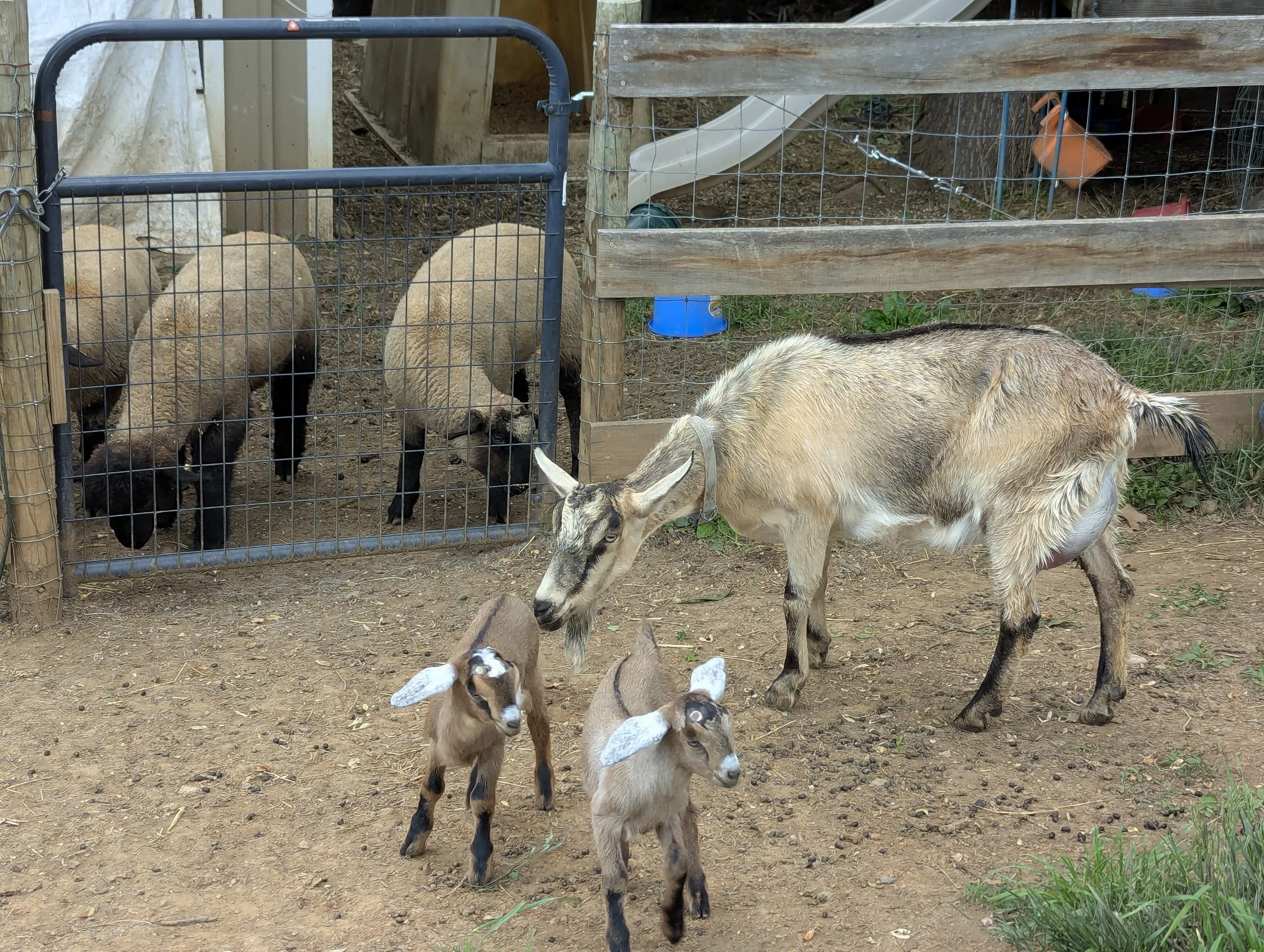 Genetics 101 - why is it important in farming?