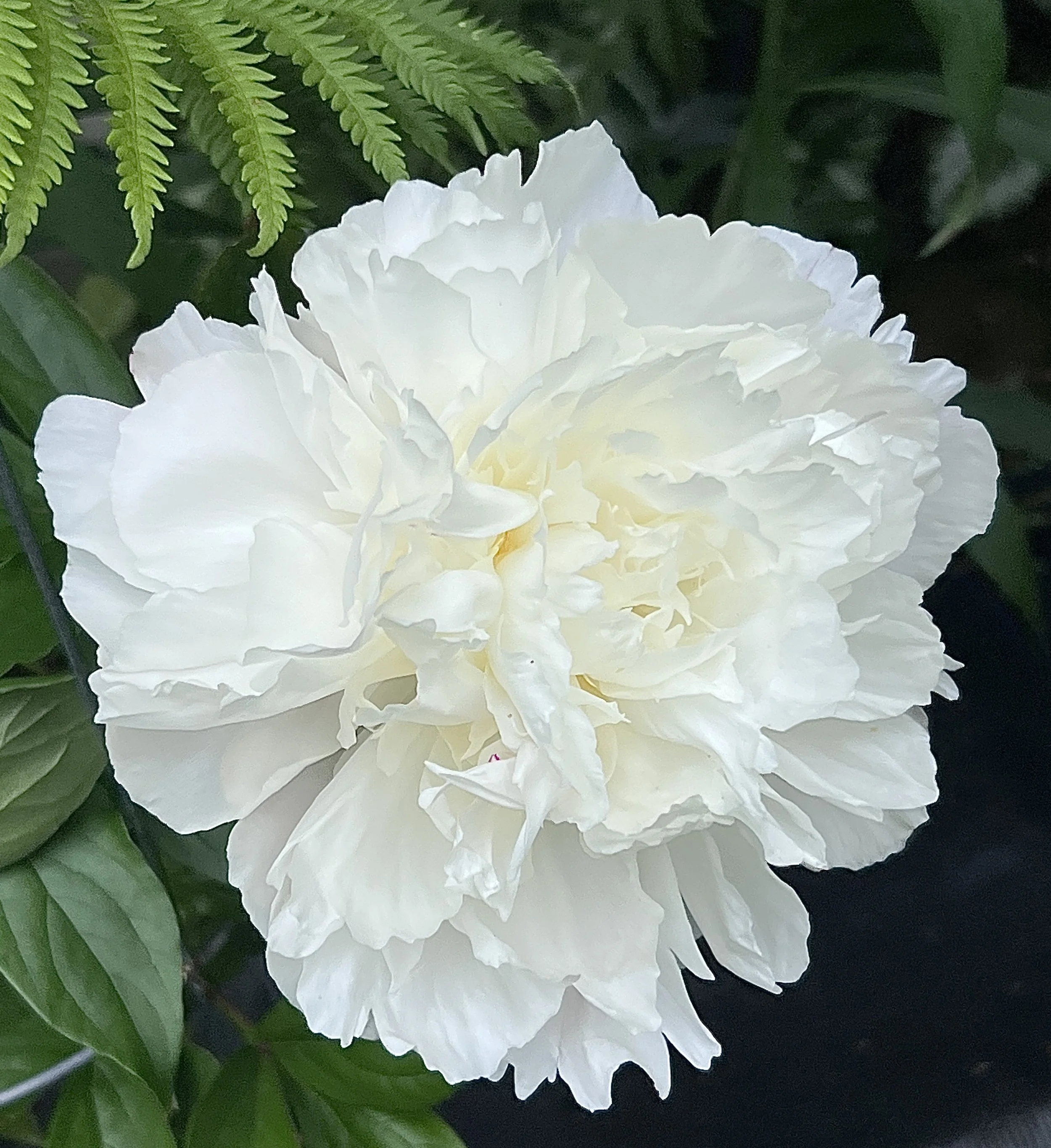 Close-up of a large, white peony flower with ruffled petals surrounded by green leaves and fern.