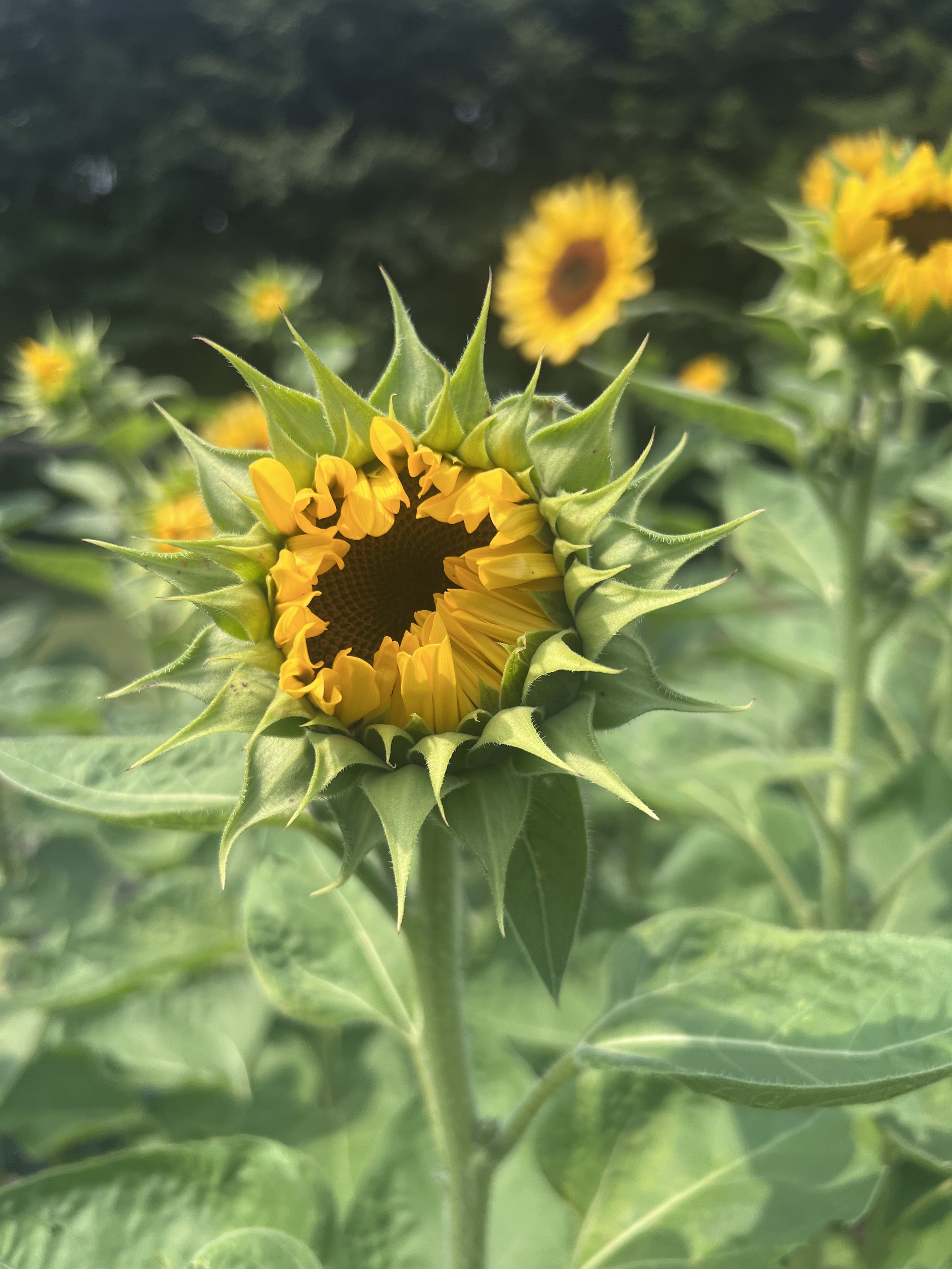 Close-up of a sunflower bud with yellow petals beginning to open and green spiky sepals surrounding it, with fully bloomed sunflowers in the background.