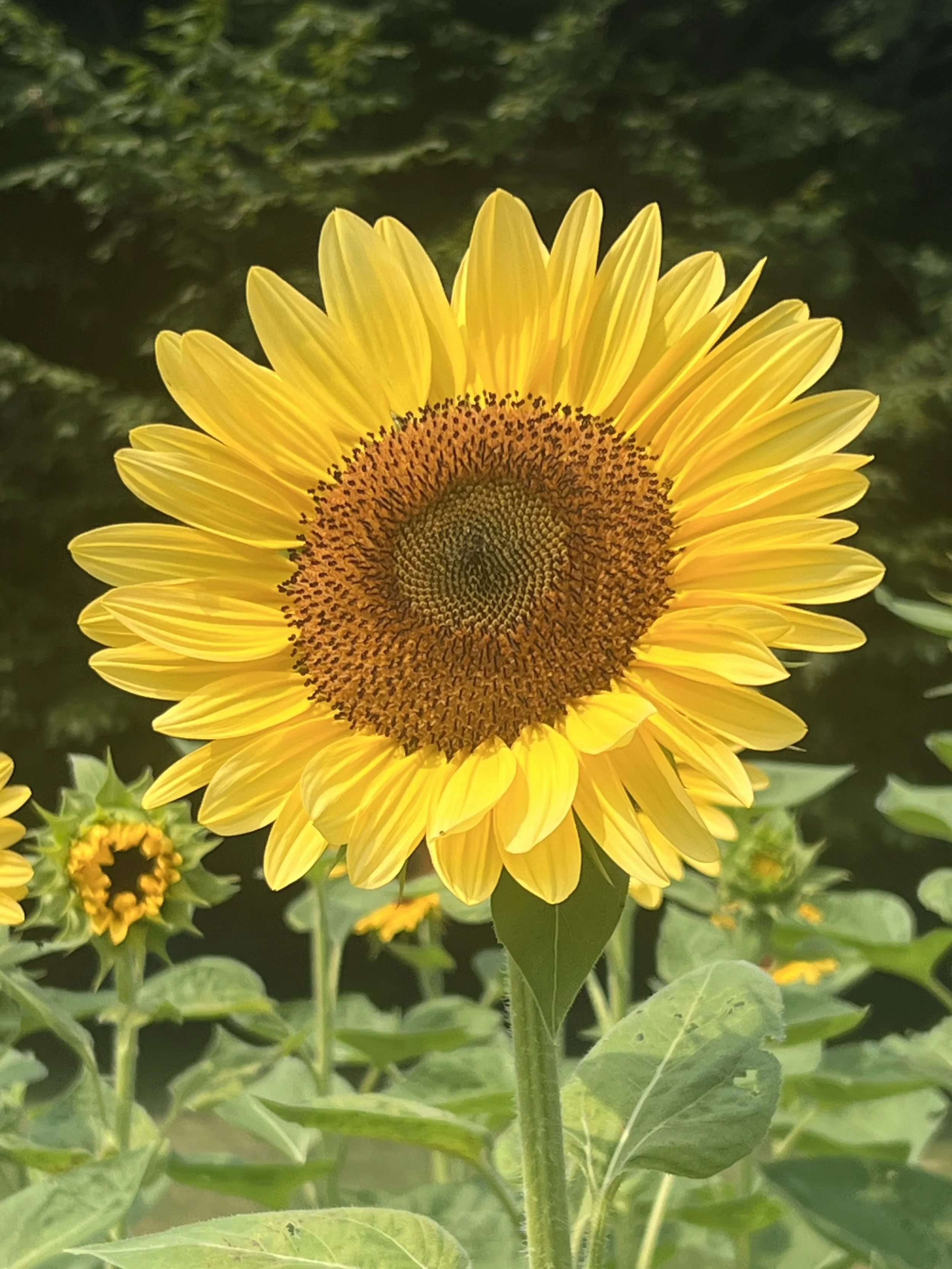 A bright yellow sunflower with a large center, surrounded by green leaves and other smaller sunflower buds in the background.