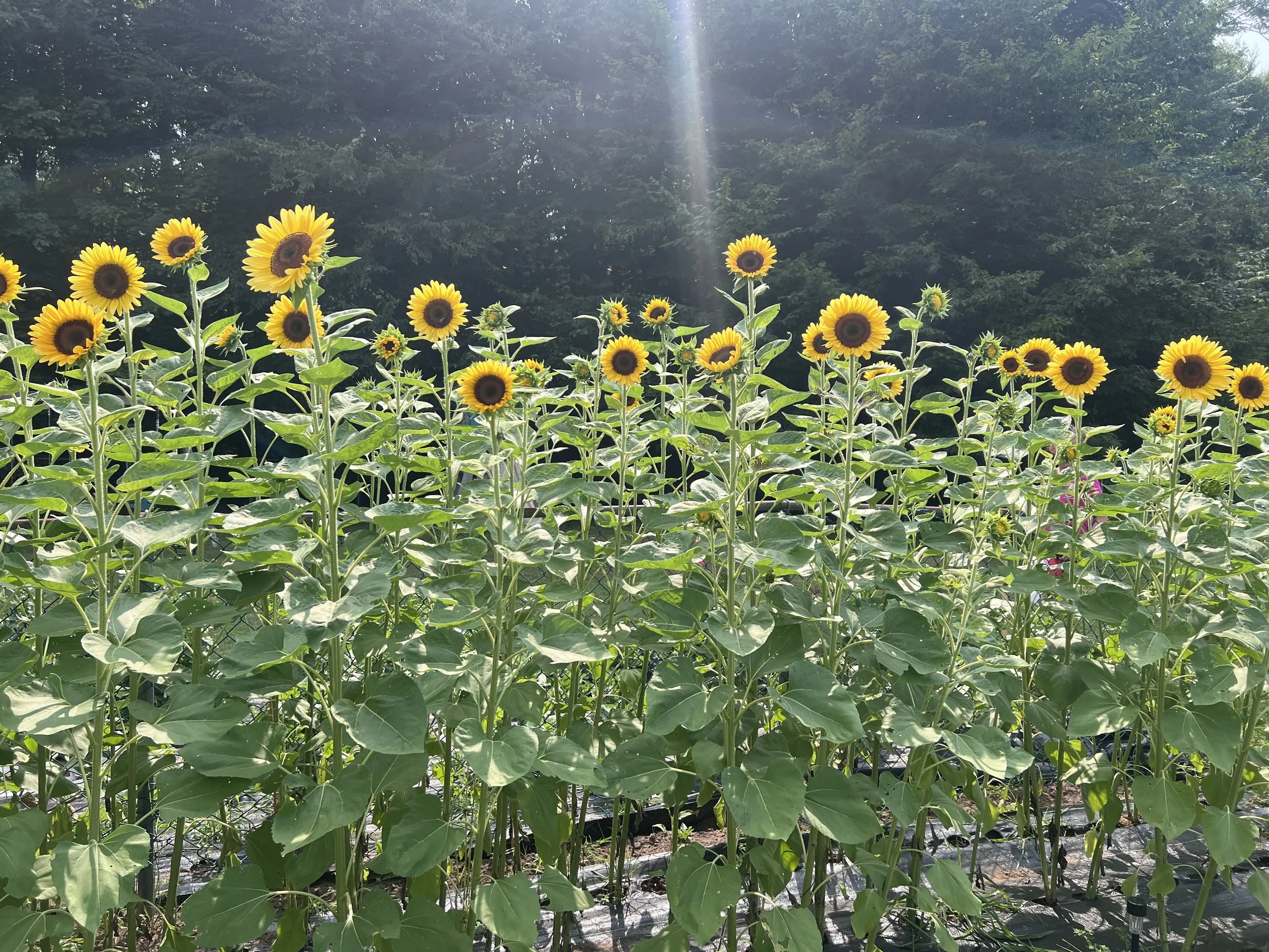 A field of blooming sunflowers under sunlight with green trees in the background.