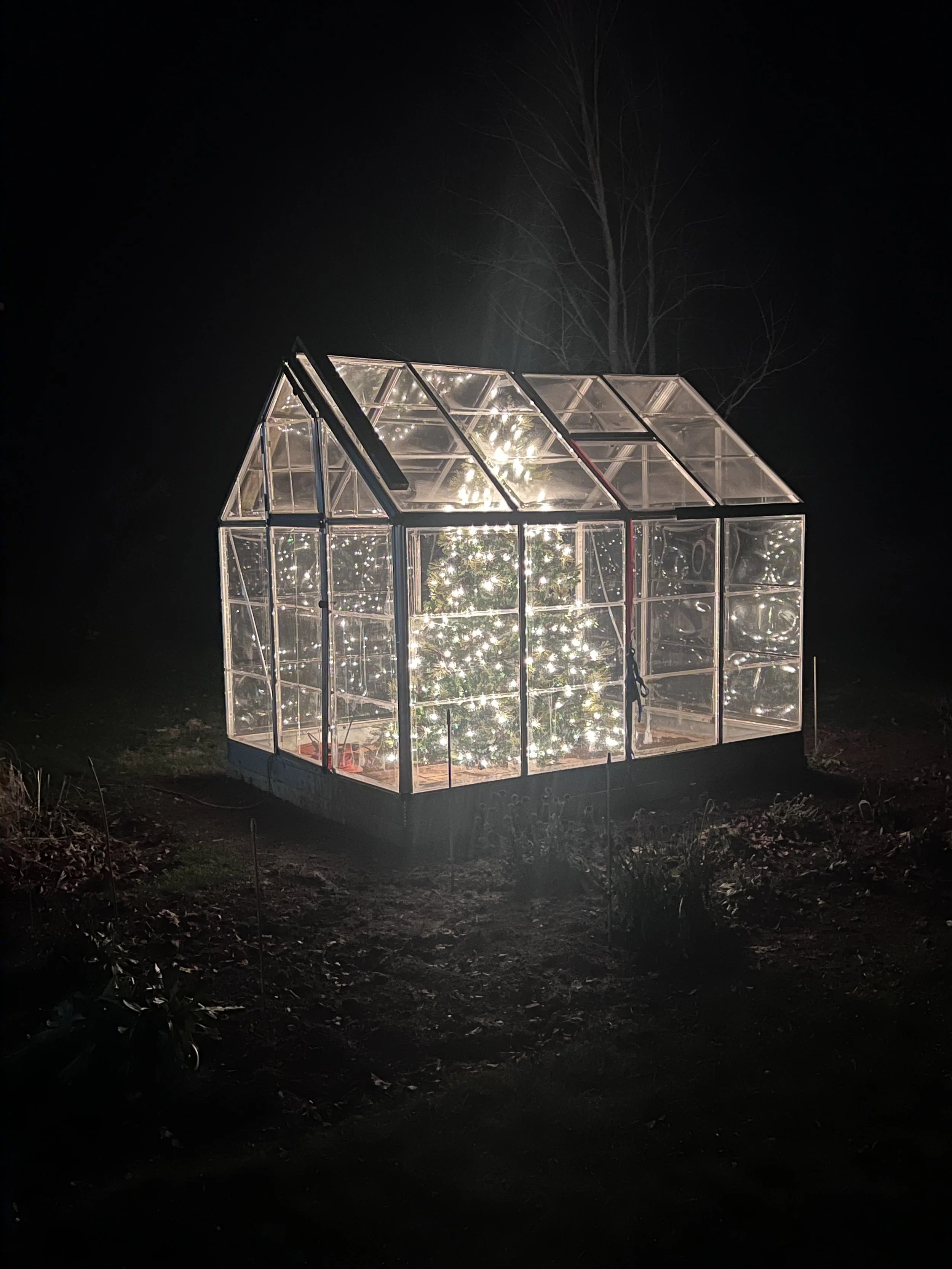 A small greenhouse with a Christmas tree decorated with lights inside, illuminated at night.