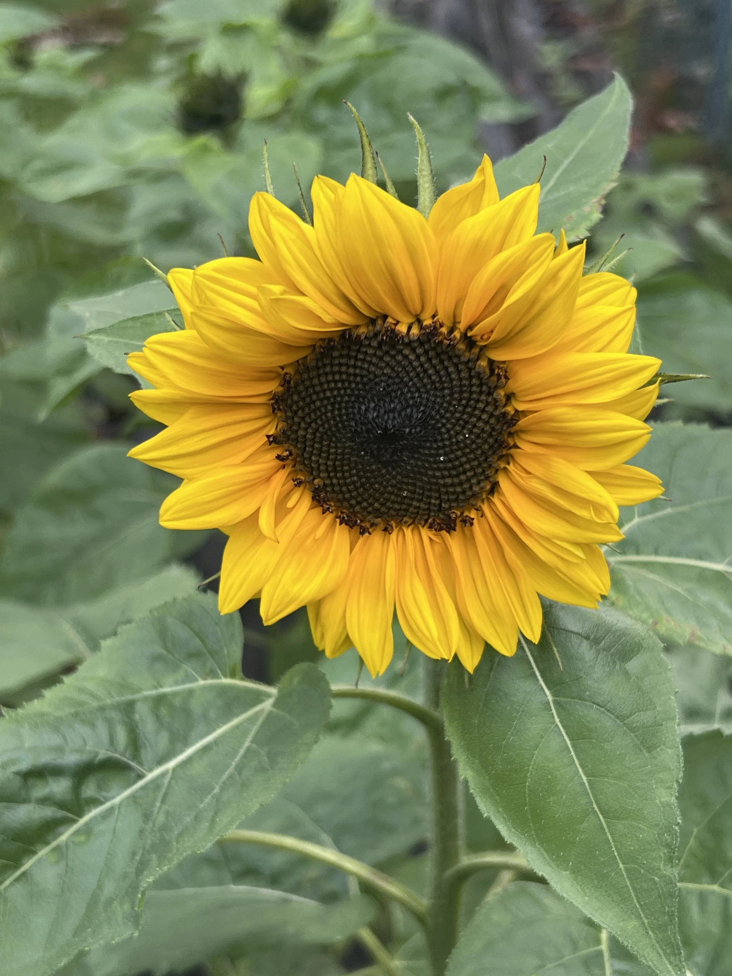A close-up of a sunflower with yellow petals and a dark center, surrounded by green leaves.