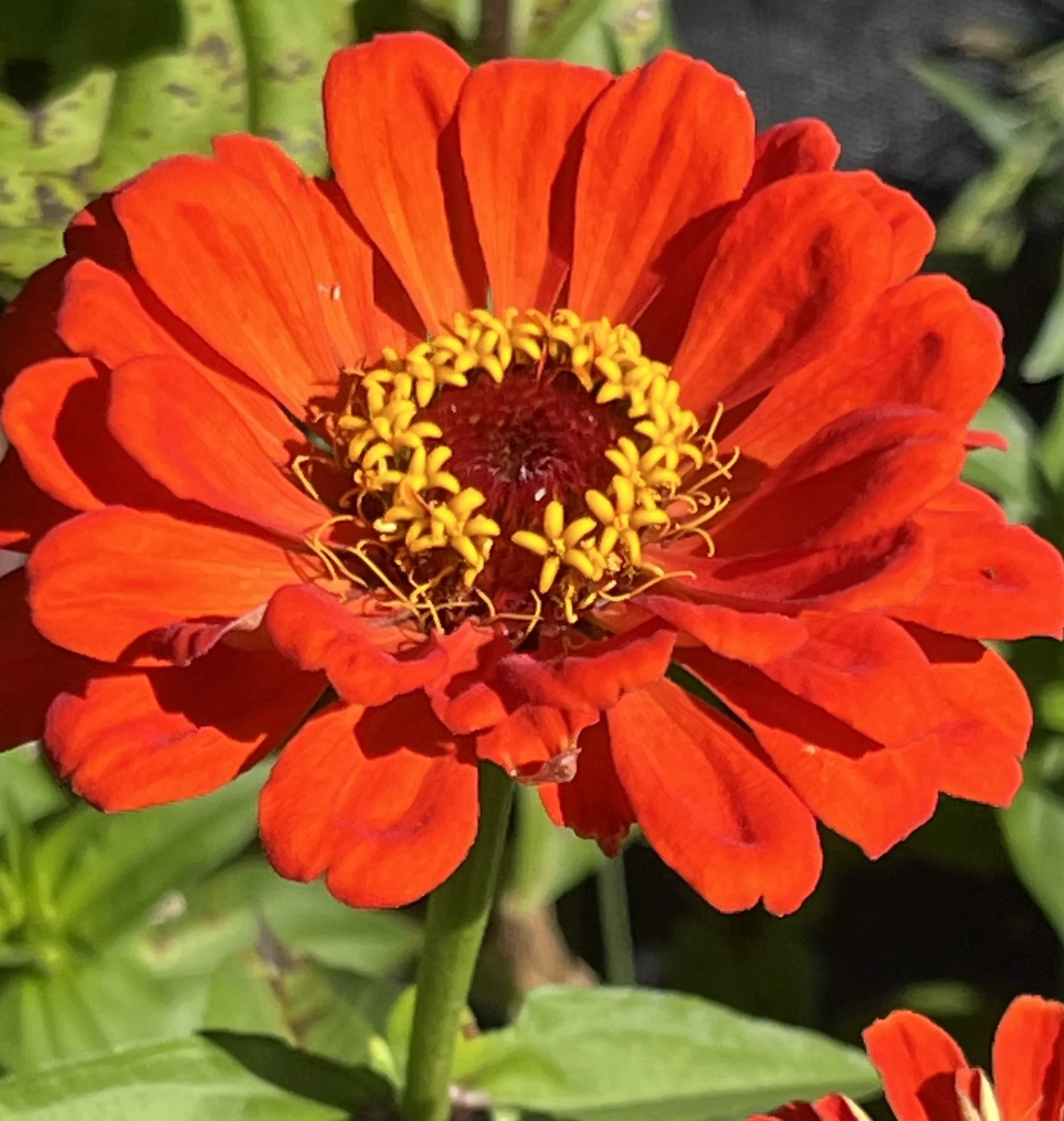 Close-up of a vibrant orange-red flower with yellow stamens in the center, surrounded by green leaves.