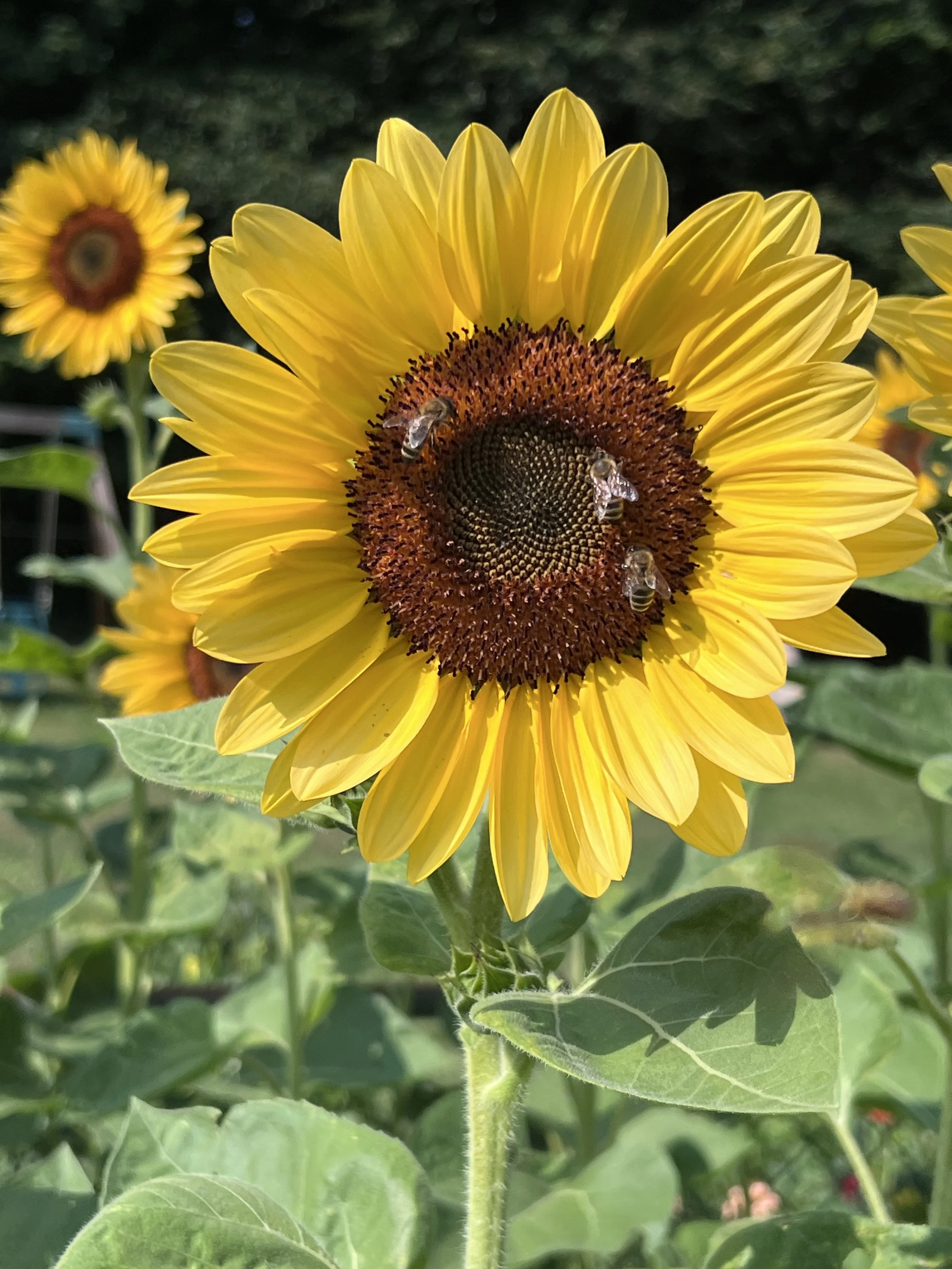Close-up of a sunflower with bees on its dark brown center, surrounded by yellow petals, green leaves, and additional sunflowers in the background.