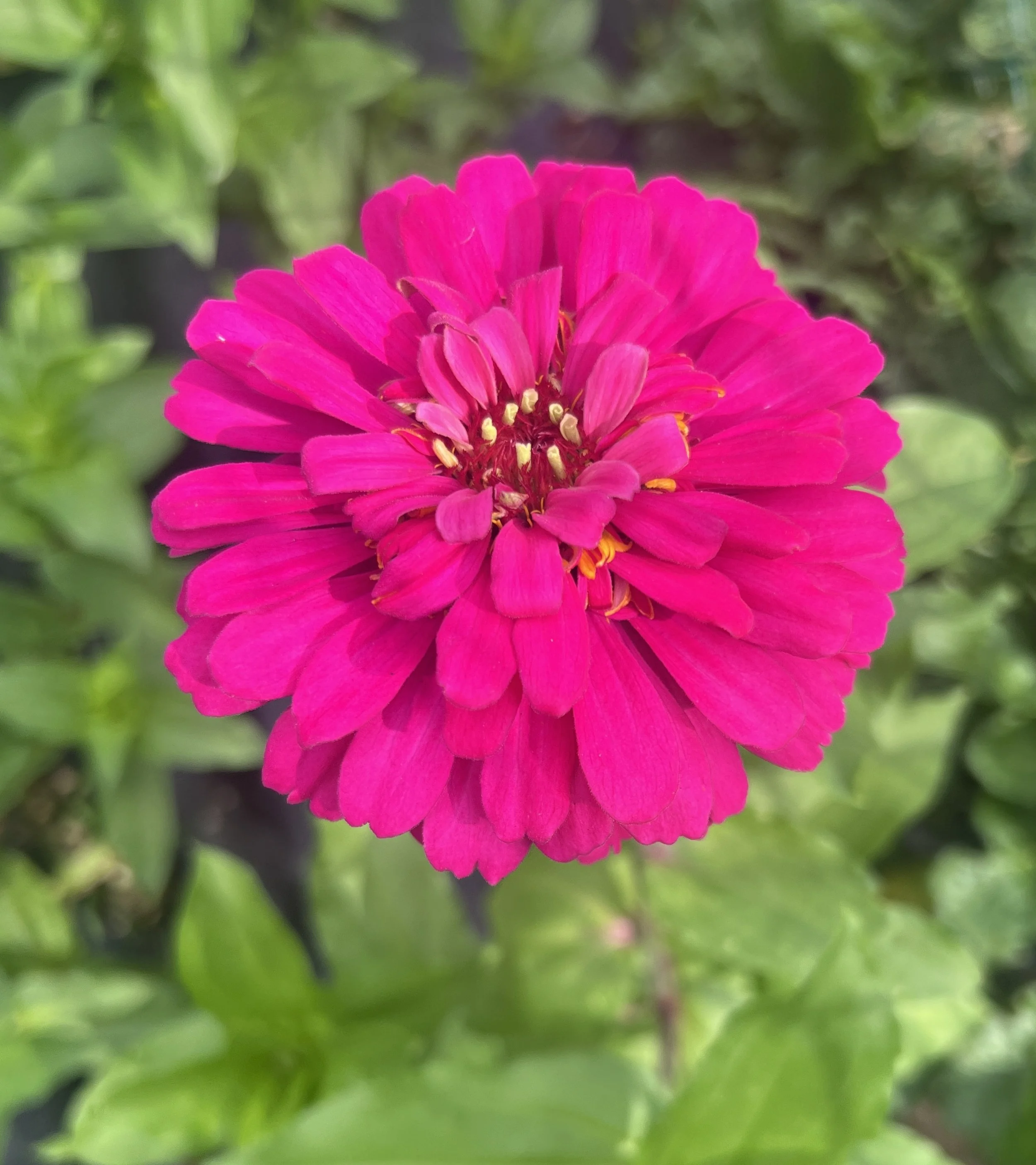 Bright pink zinnia flower in full bloom with green leaves in the background.