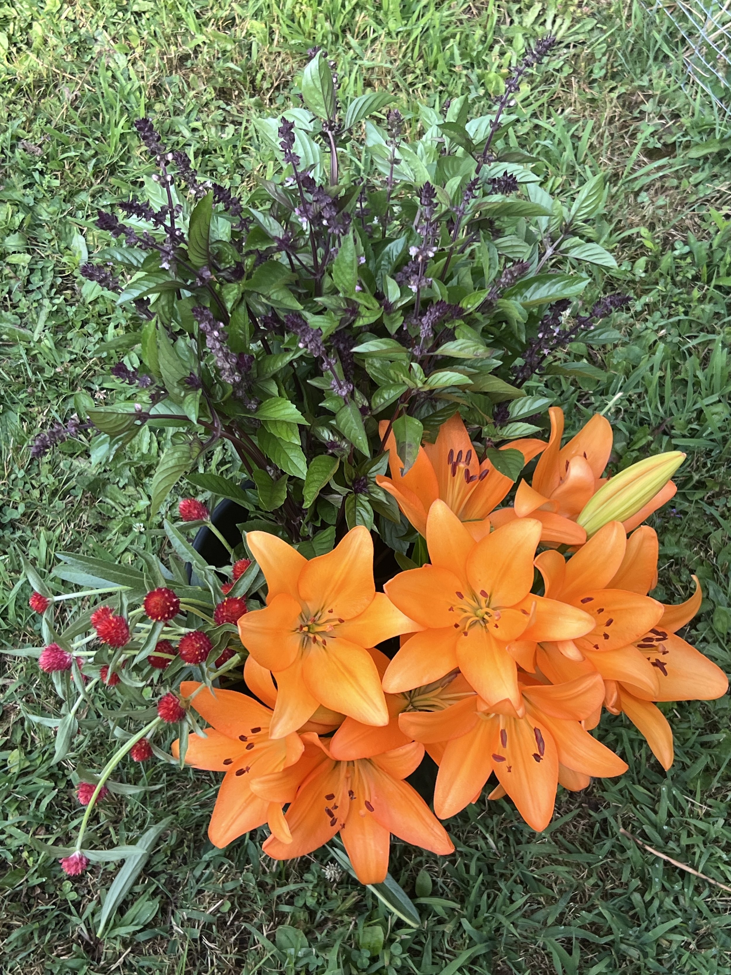 Cluster of vibrant orange lilies, purple basil, and small red berries on green grass.