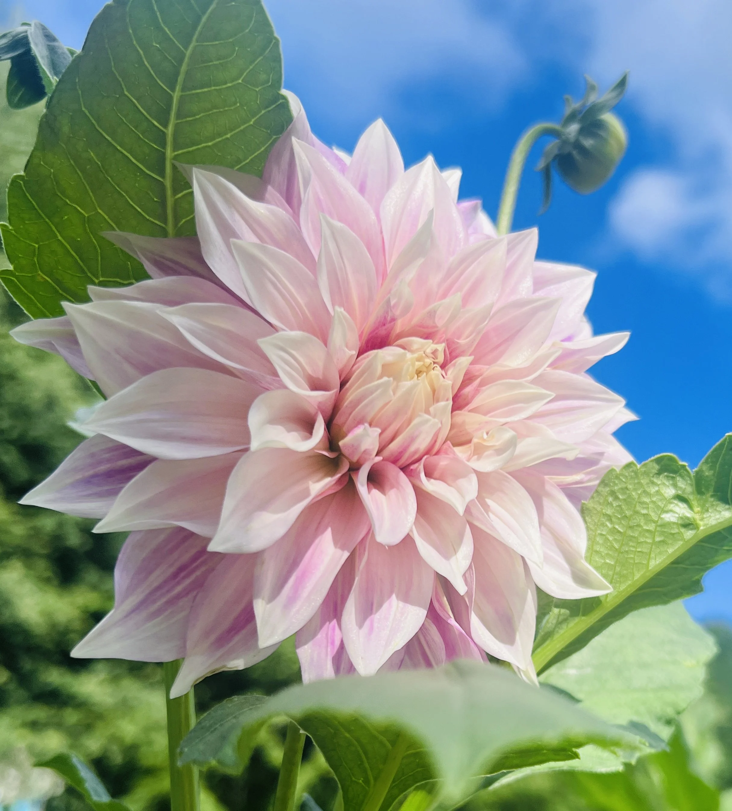Close-up of a pink dahlias flower with green leaves against a blue sky.