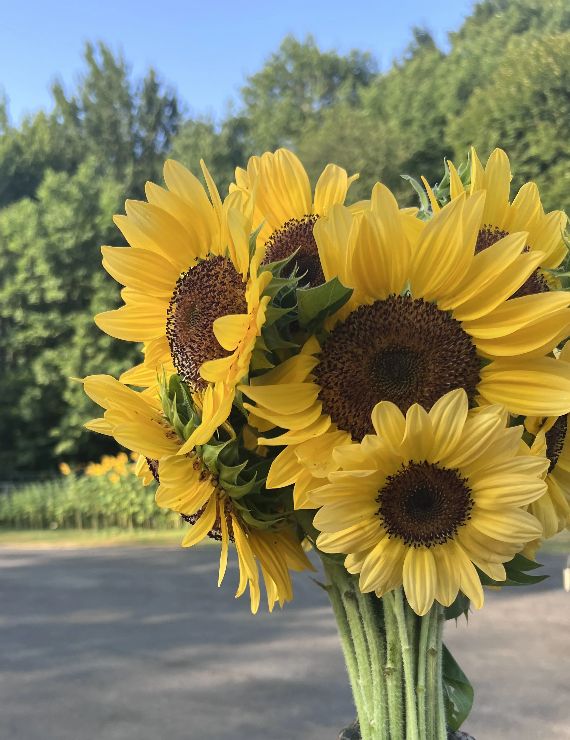 A bunch of sunflowers with yellow petals and dark centers held outdoors, with a background of trees and a clear blue sky.