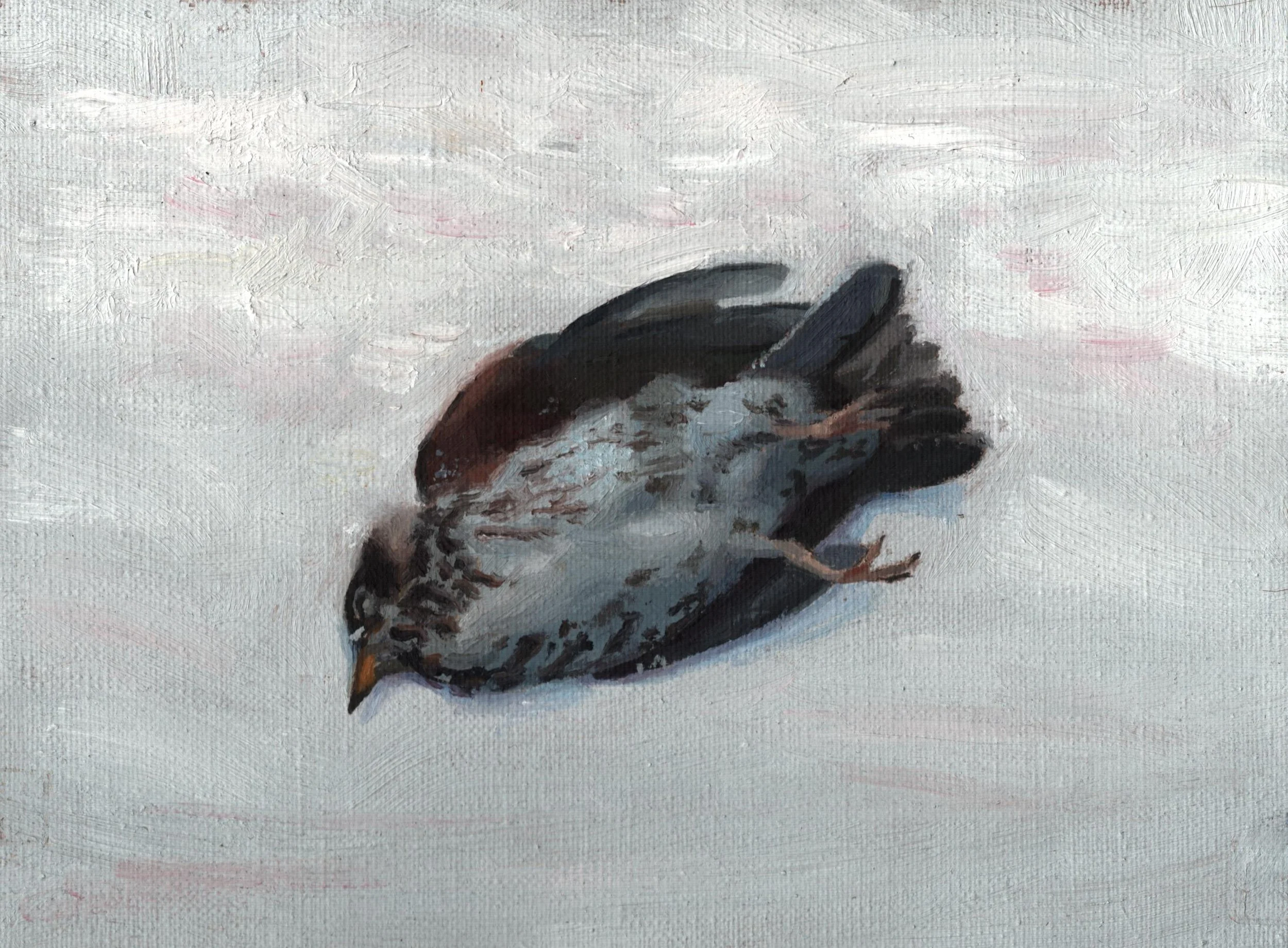 Dead bird, oil painting, 24x18 cm, 650 euros