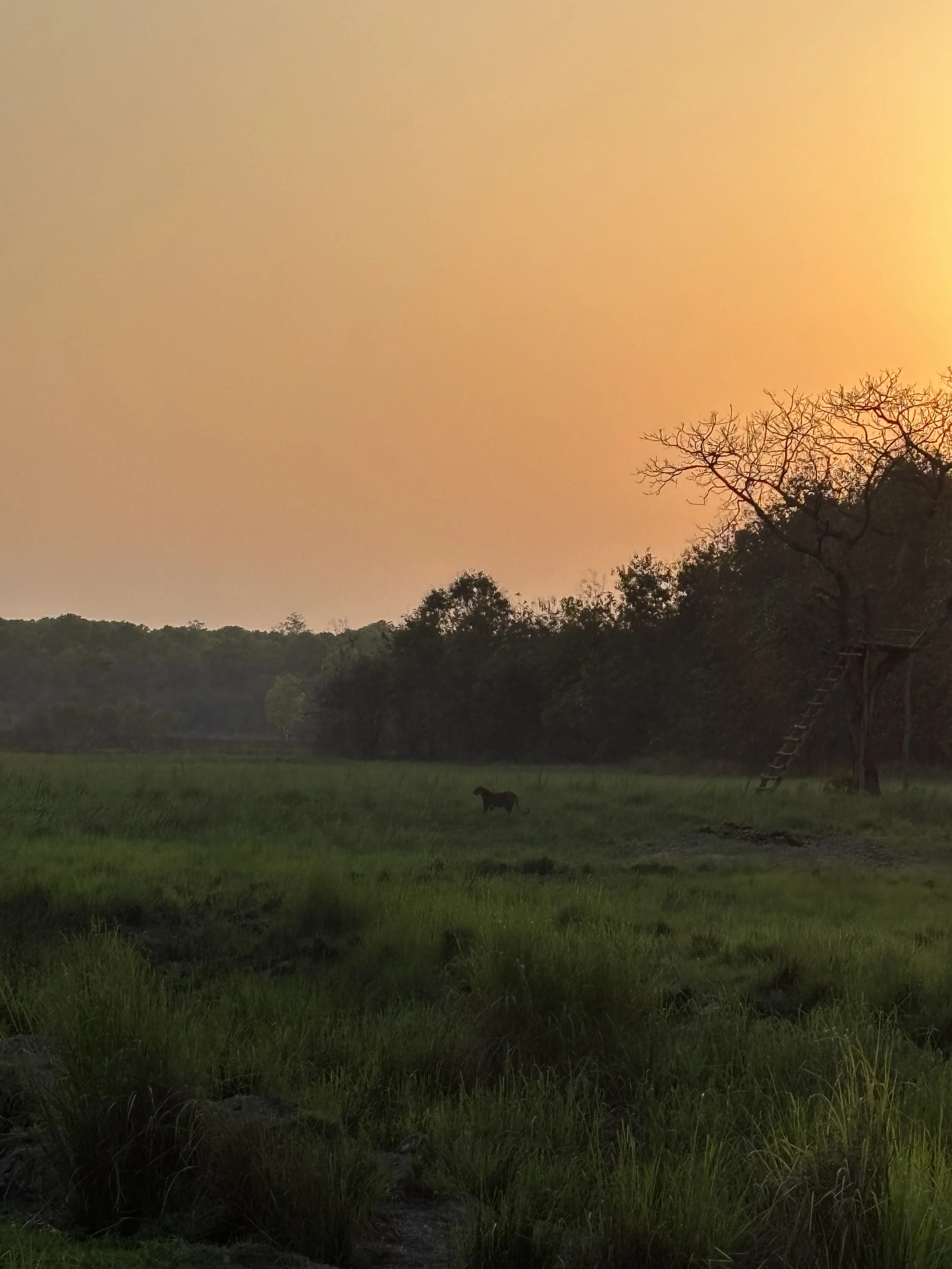 Sunset over a grassy field with a solitary horse, trees in the background, and a treehouse structure with ladders on the right.