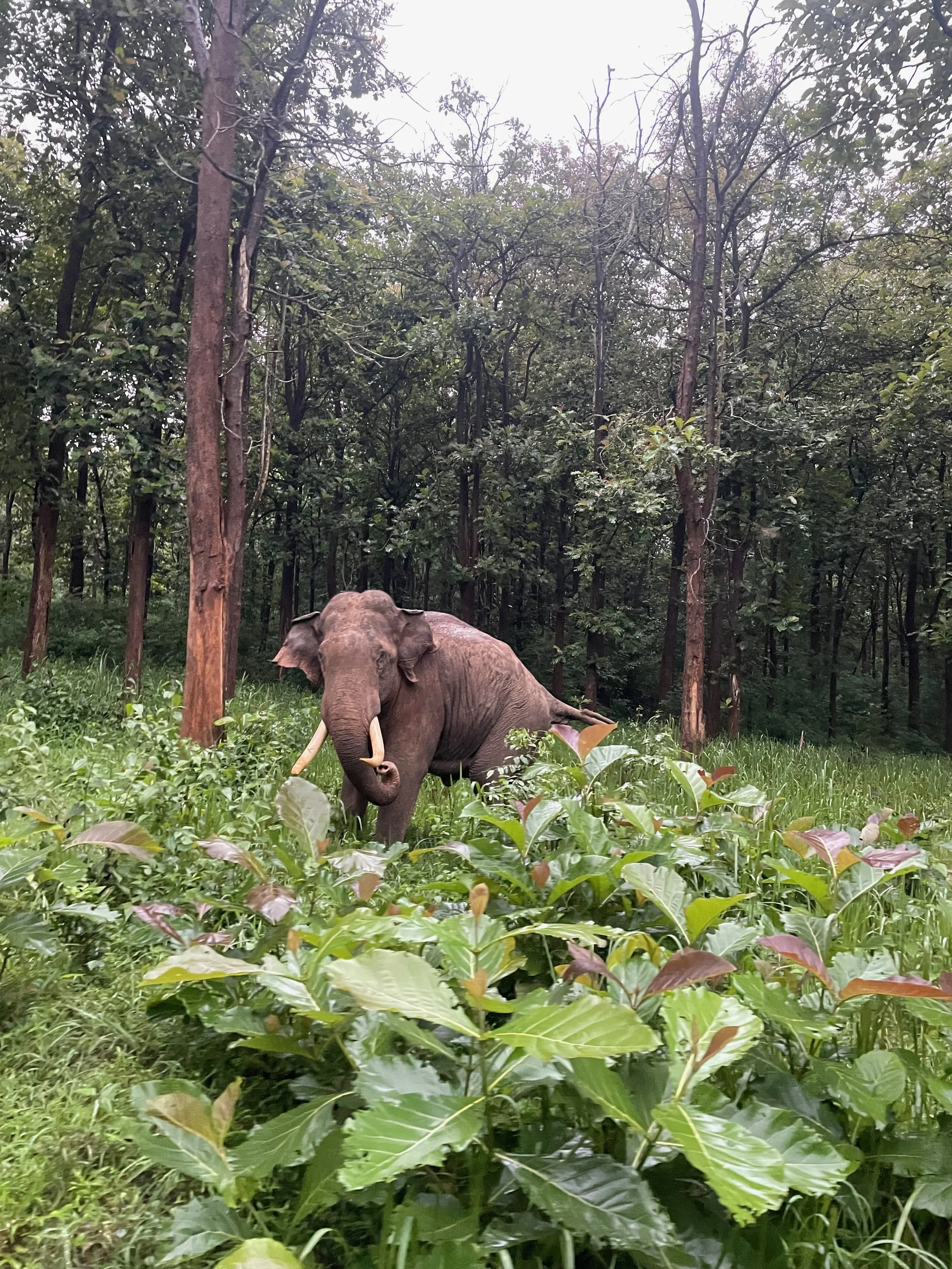 A large elephant standing among green plants in a forest with tall trees.