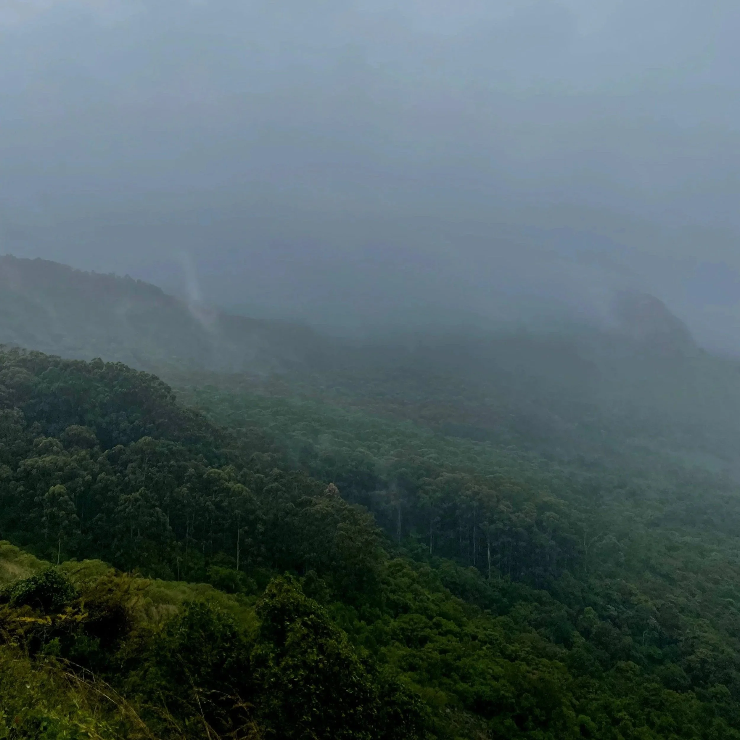 Misty mountain landscape with dense green forest and fog-shrouded mountains in the distance.