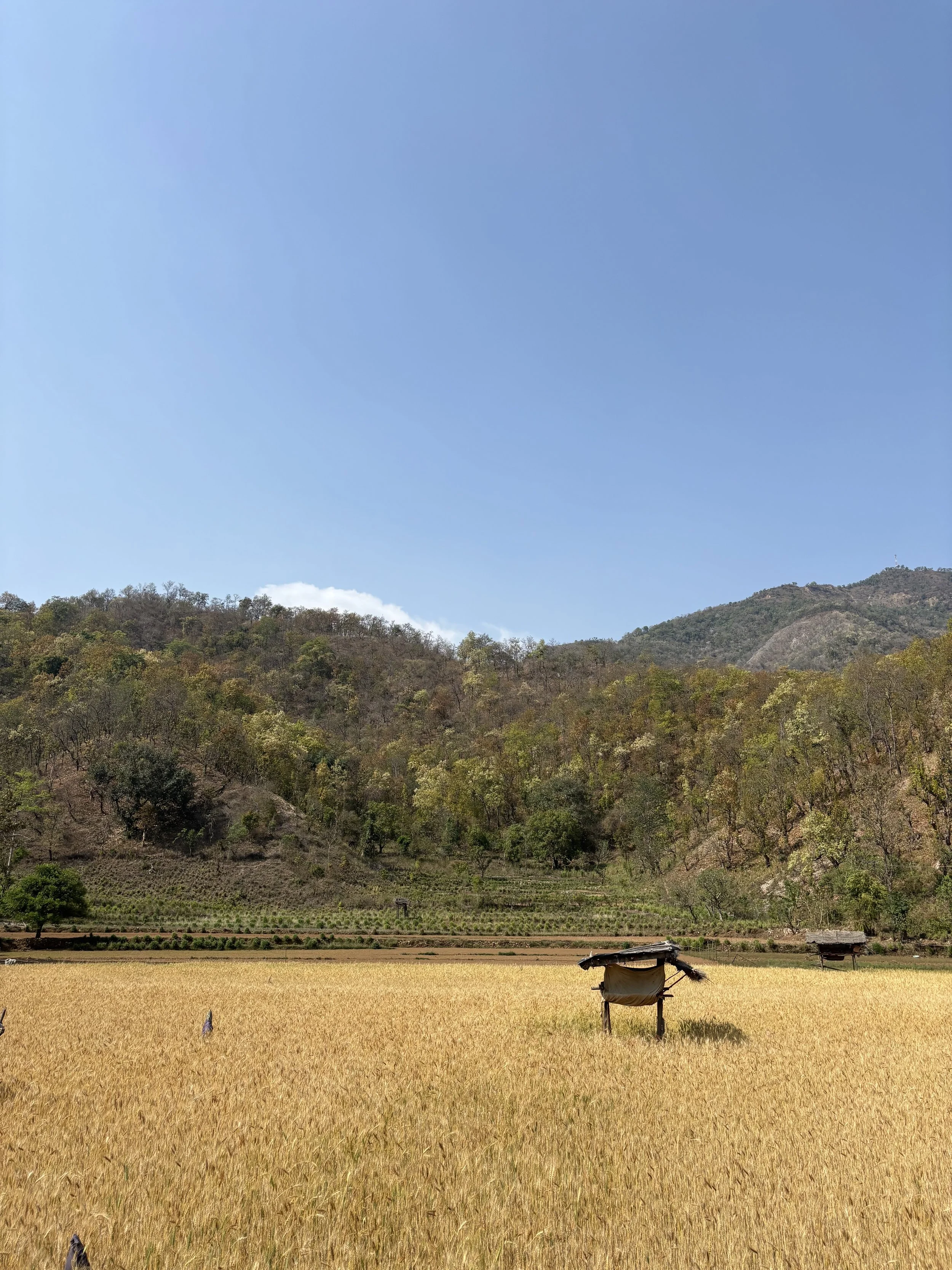 A landscape with a golden field in the foreground, small wooden structures, a tree-covered hill in the background, and a clear blue sky.