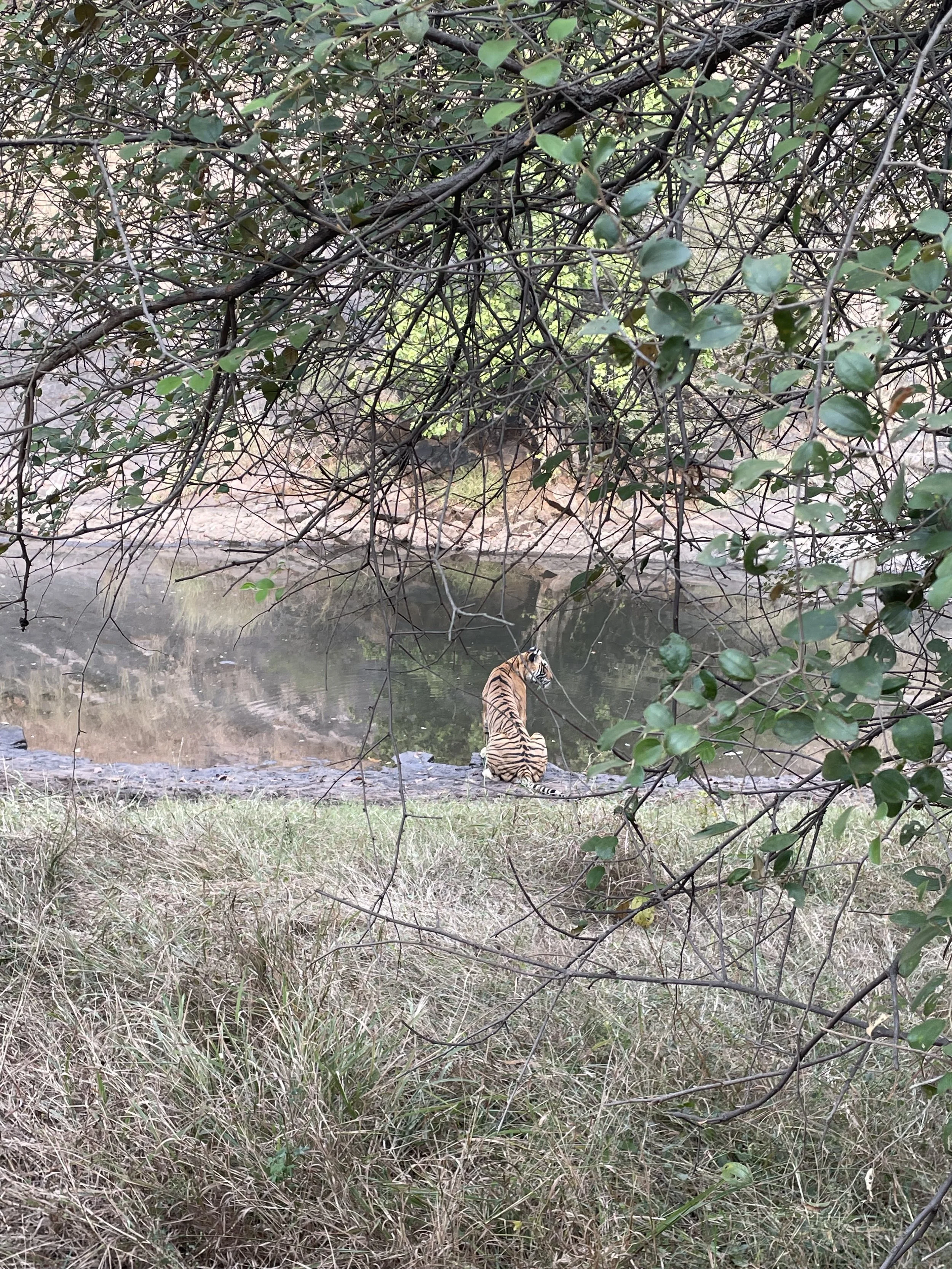 A tiger sitting by a pond surrounded by grass and trees, viewed through branches with green leaves.