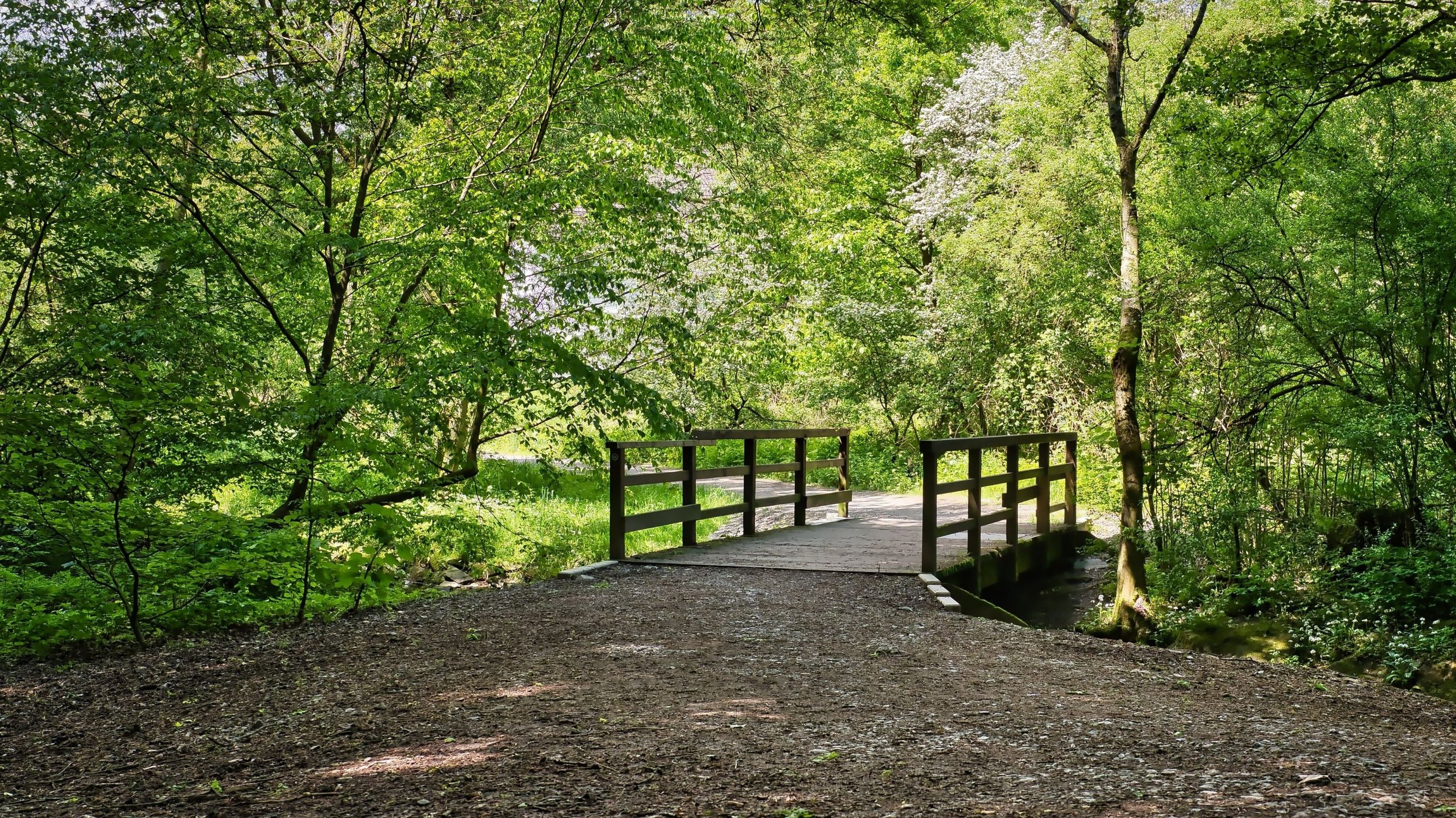 A small wooden bridge over a narrow creek in a forest with lush green trees and sunlight filtering through.