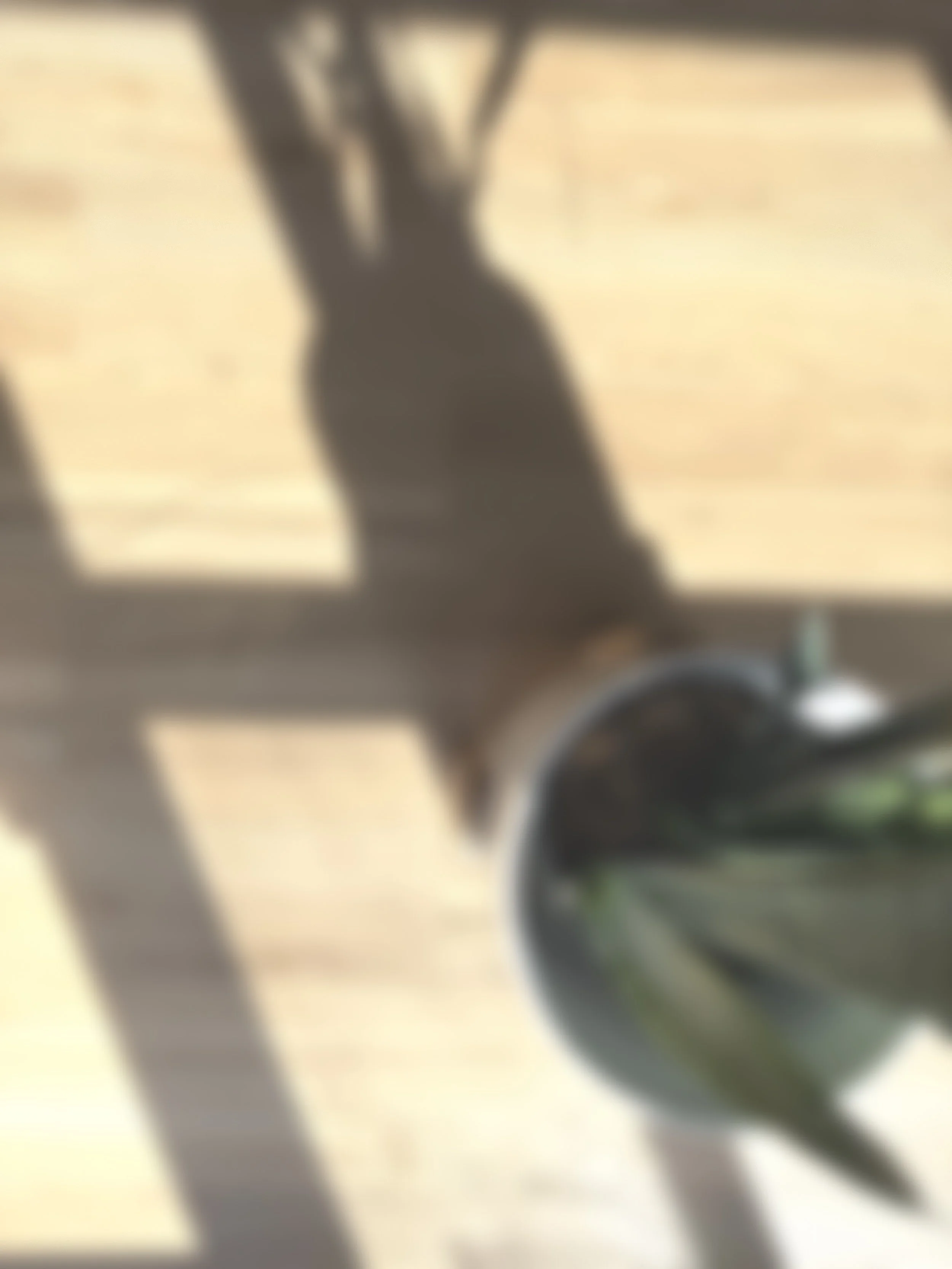 Blurry photo of a snake plant sitting on a wooden floor, with a shadow cast nearby.
