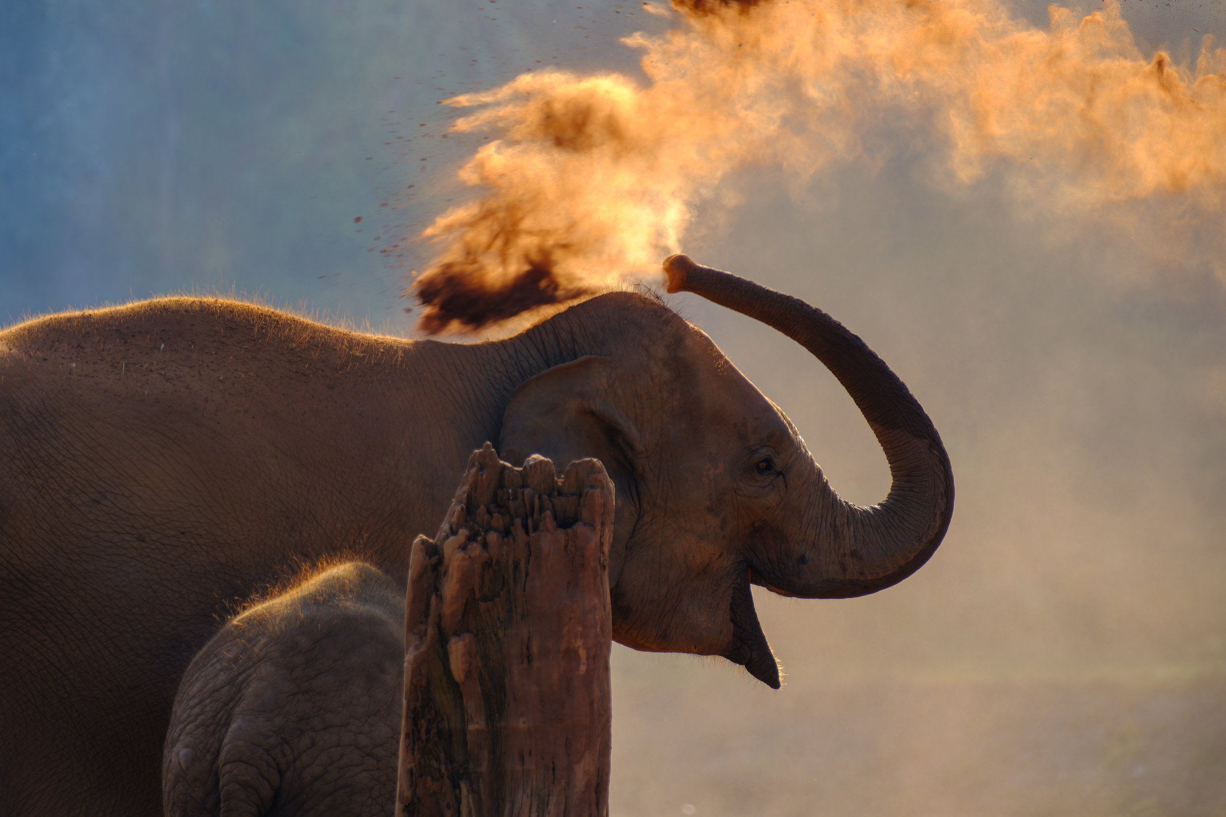 An elephant spraying dust or dirt with its trunk, with the sun shining creating a warm glow, outside Chiangmai, Thailand.