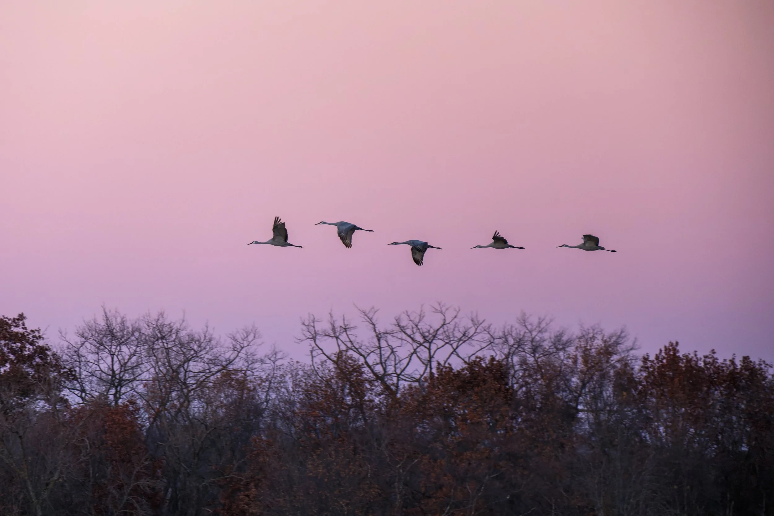 Five flying Sandhills cranes against a pink and purple sky with leafless trees below migrate for the winter near the Wisconsin River.