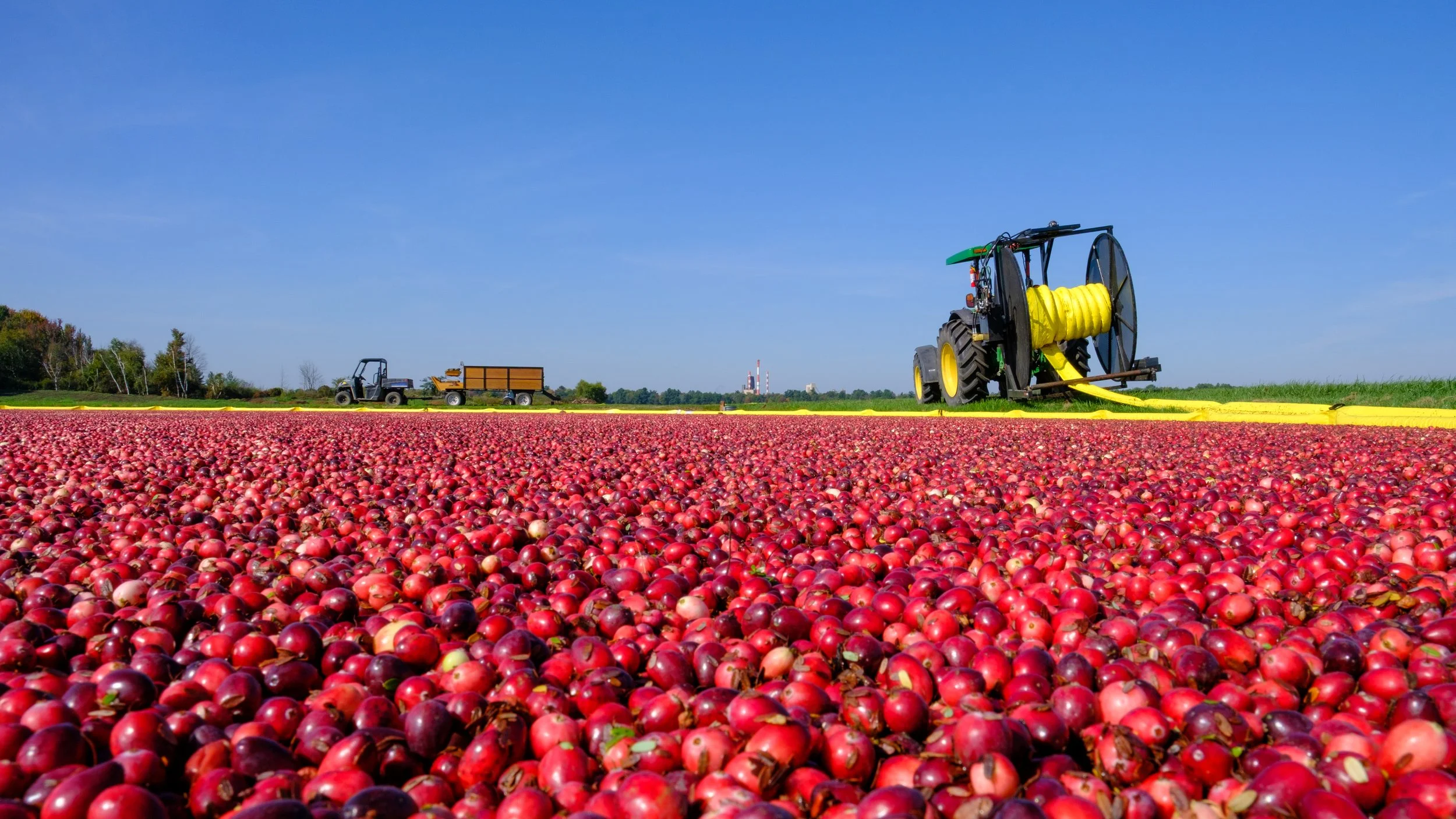 A large, flooded marsh of cranberries with a clear blue sky, a tractor with a yellow hose, and smaller vehicles in the background.