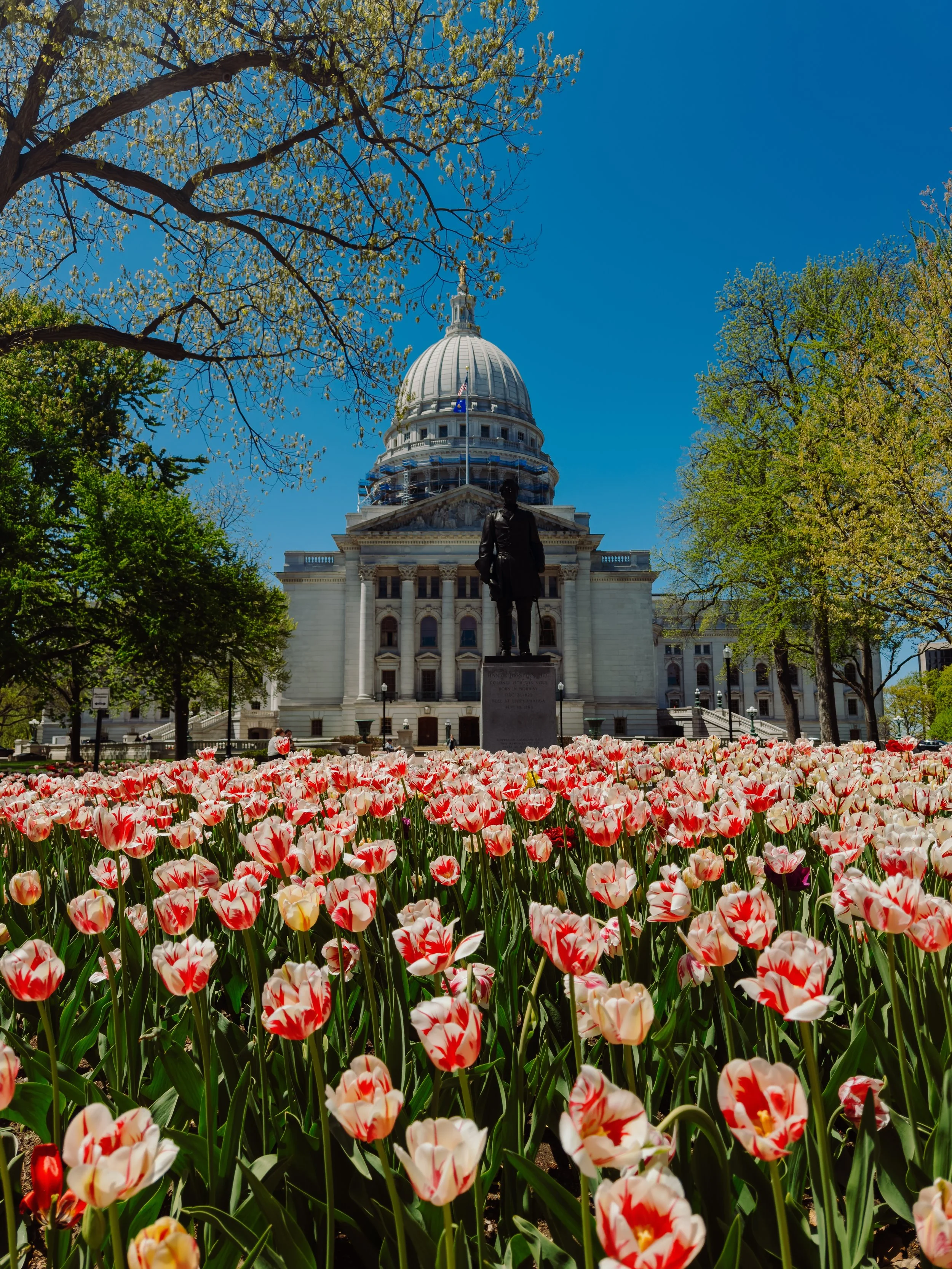 Bright pink and white tulips in front of the Wisconsin State Capitol building with a large dome, a statue of a man, and green trees on a clear blue sky day.