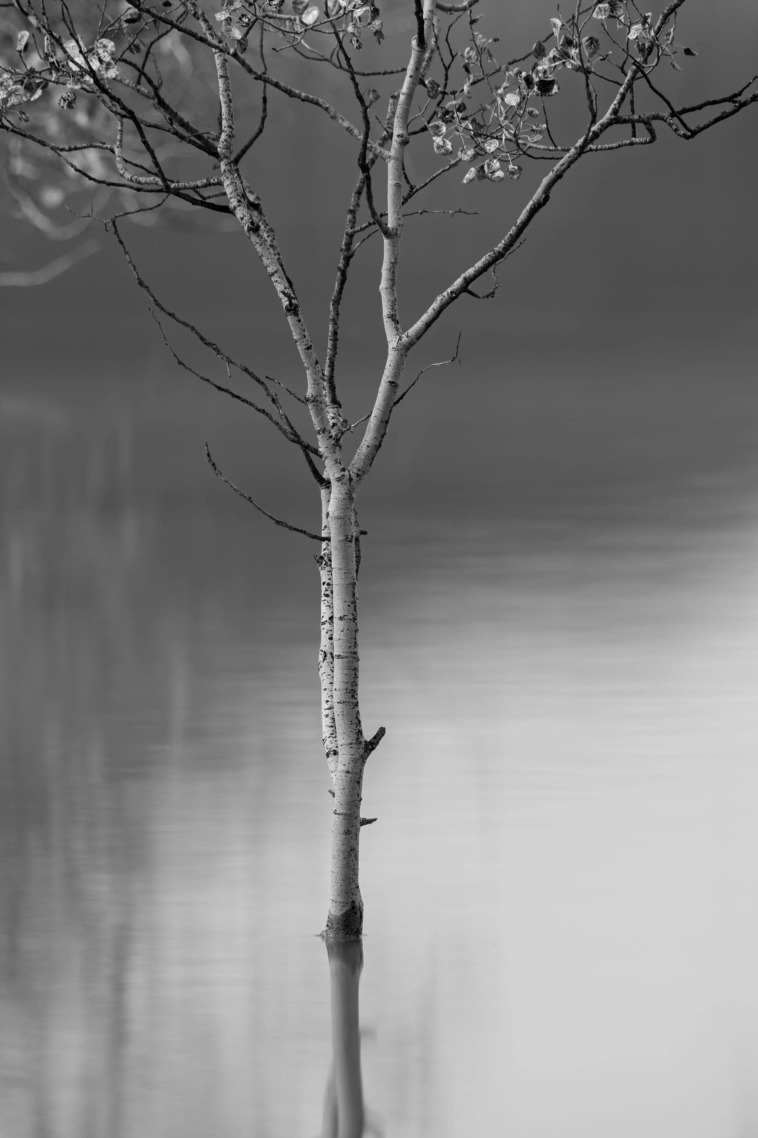 A black and white photograph of a solitary tree partially submerged in water, with a blurred background and reflection in the water.