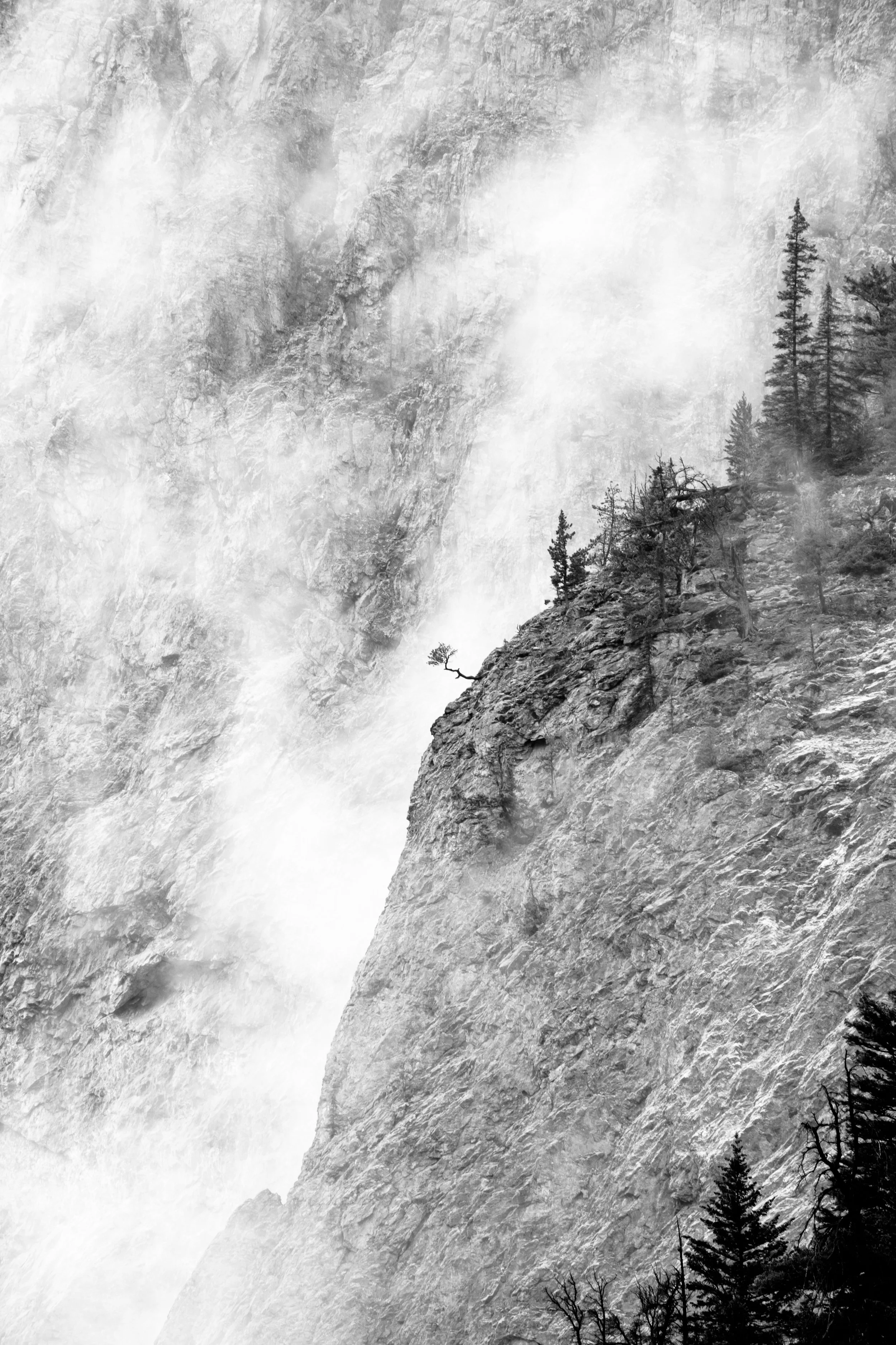 Black and white photo of a rugged mountain cliff in Yoho National Park with sparse pine trees, overlooking a misty or foggy landscape.