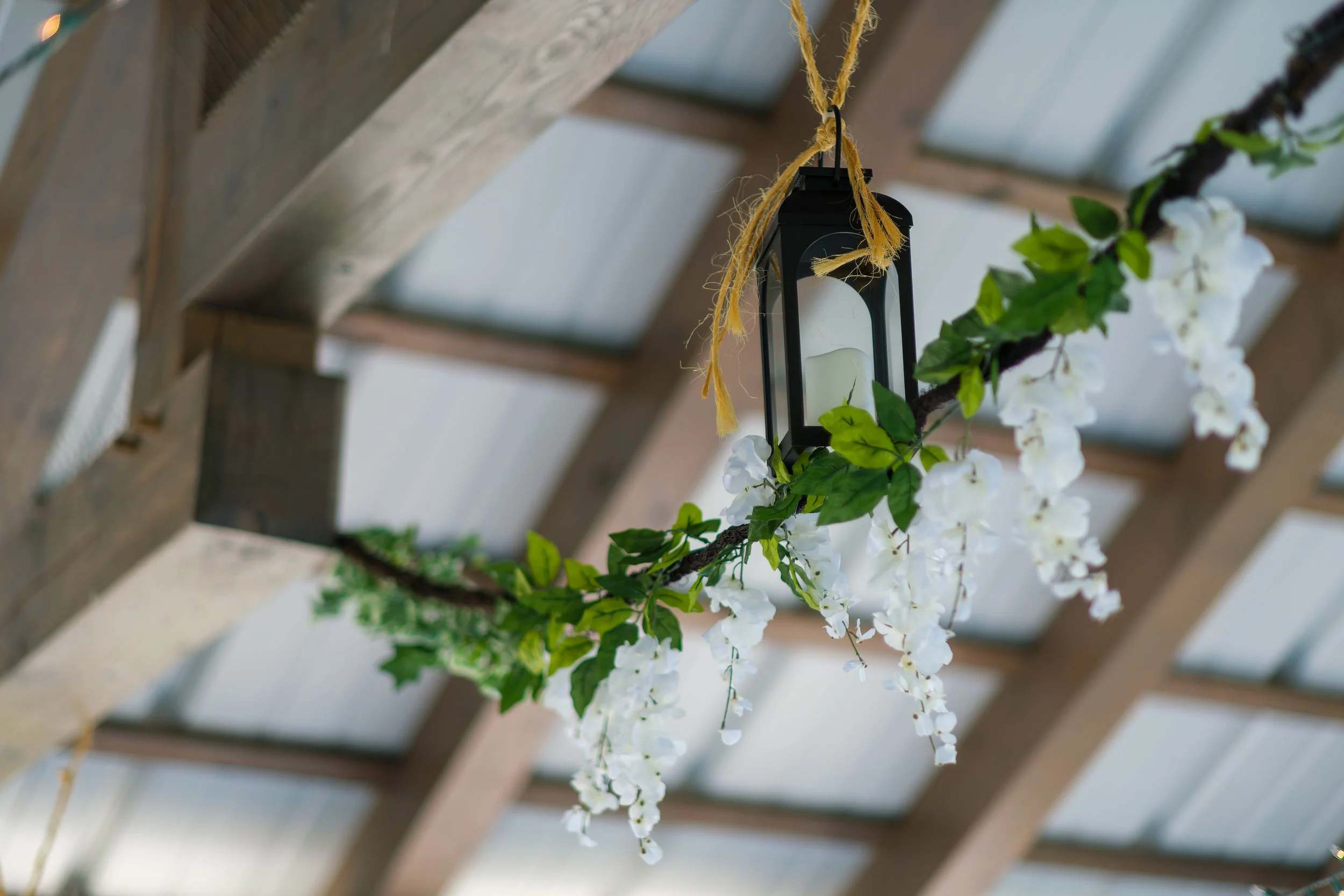 Hanging lantern attached to a vine with white flowers and green leaves, under a wooden and glass roof.