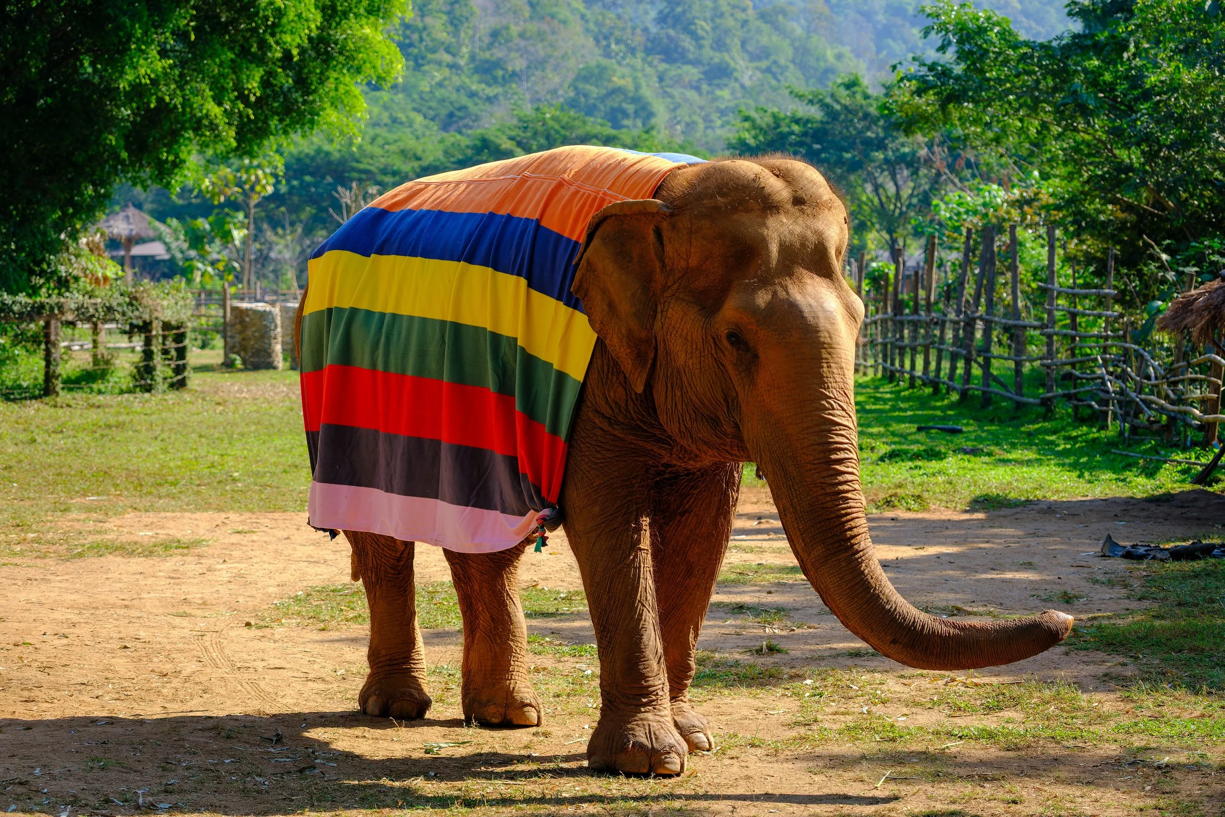 An elephant wearing a colorful striped blanket standing on dirt ground in a green outdoor setting at Elephant Nature Park near Chiangmai, Thailand.