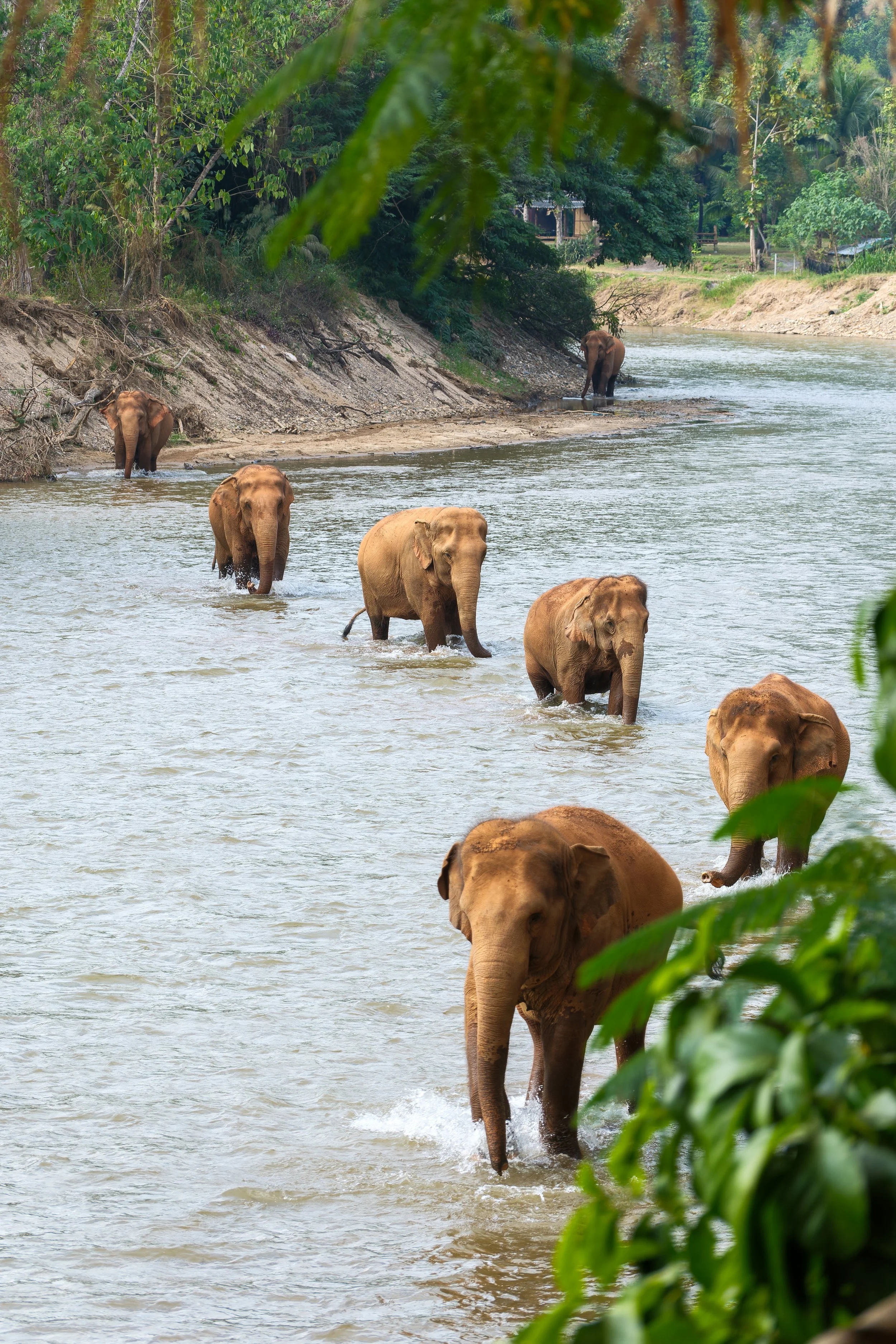 A herd of elephants crossing a river in a lush, green forest outside Chiangmai, Thailand.